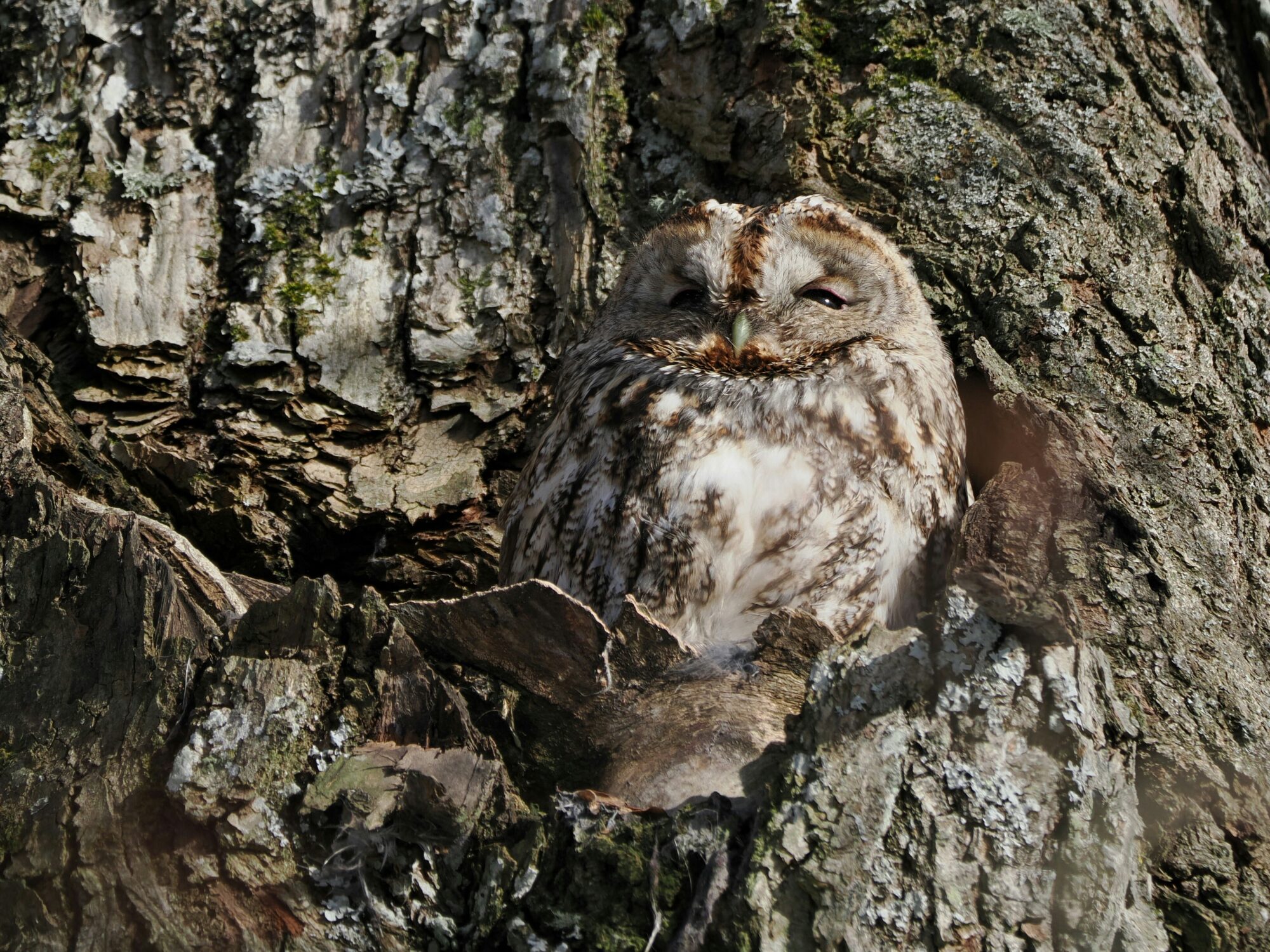 Valokuvaaja: Mikkola Irma