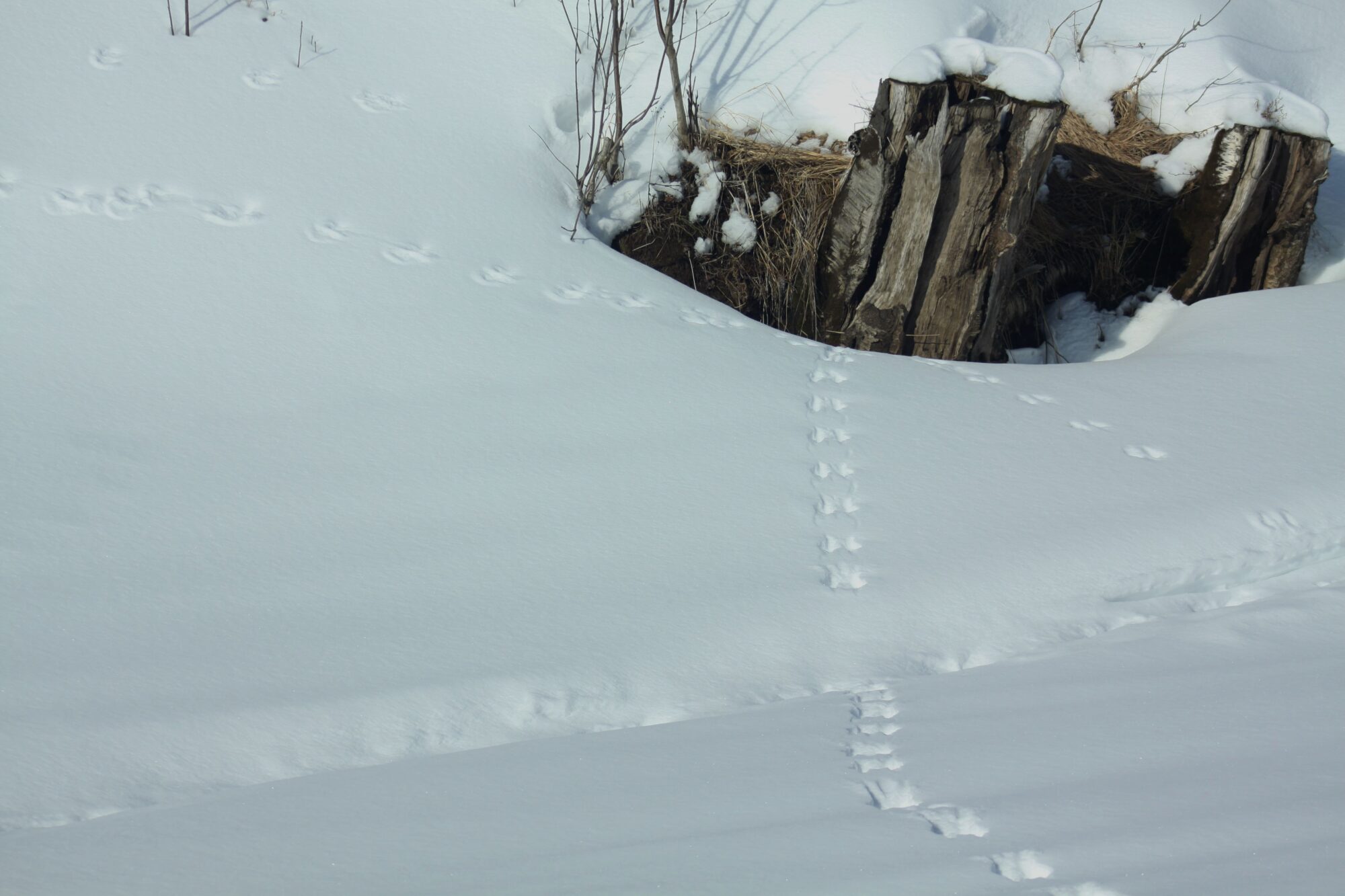 Valokuvaaja: Pirkko Siukonen