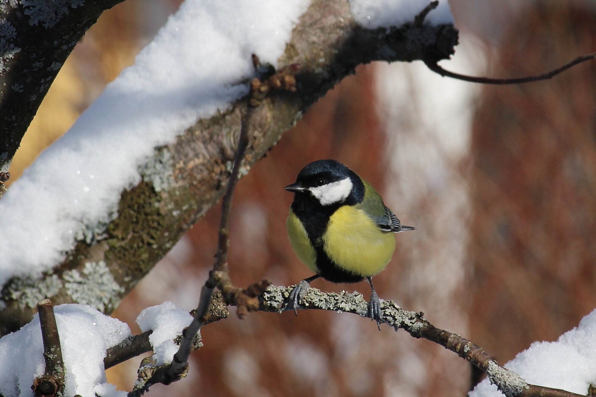 Valokuvaaja: Kirsi-Marja Joenpolvi