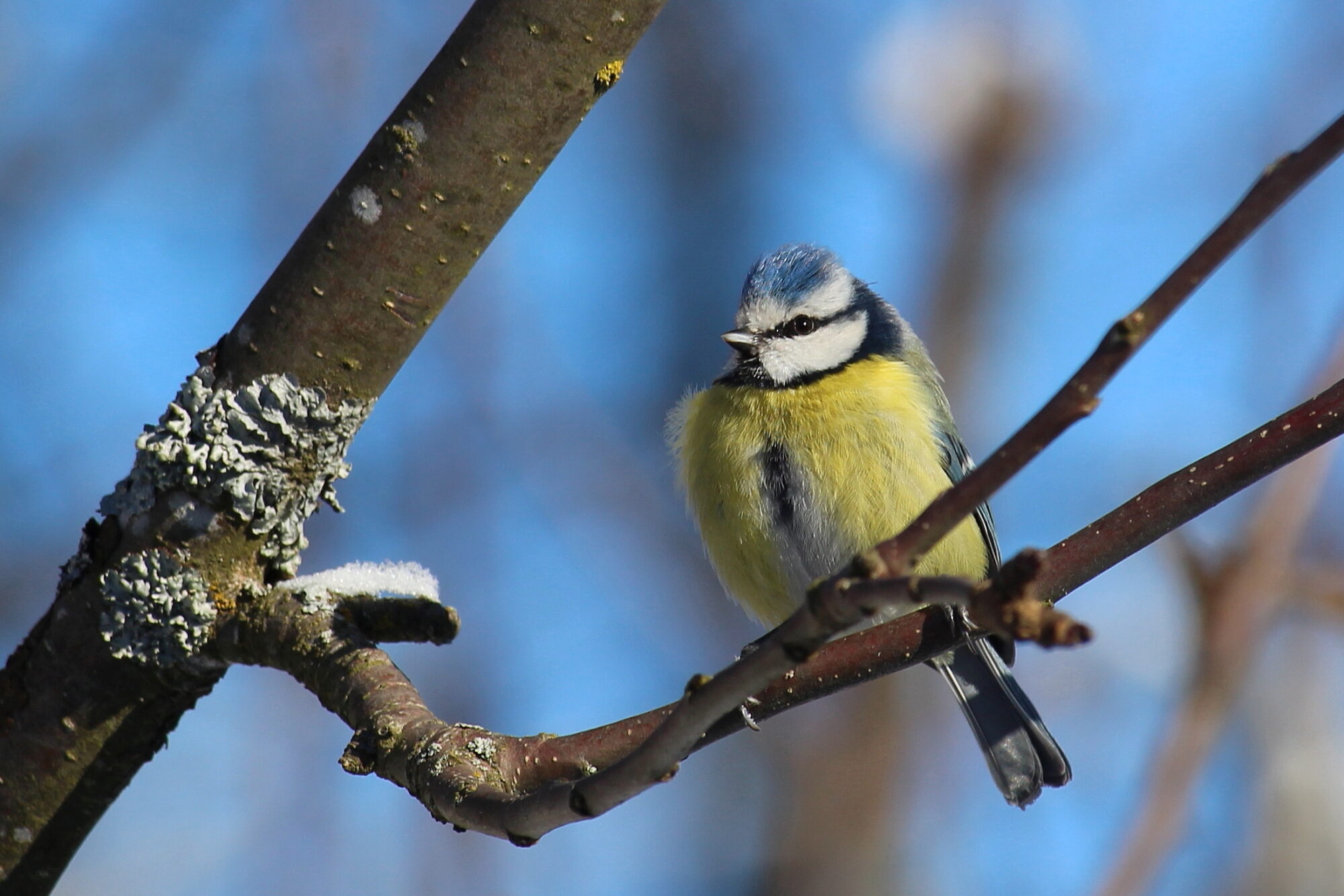 Valokuvaaja: Kirsi-Marja Joenpolvi