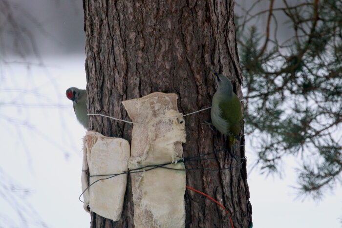 Valokuvaaja: Antero Tykkyläinen