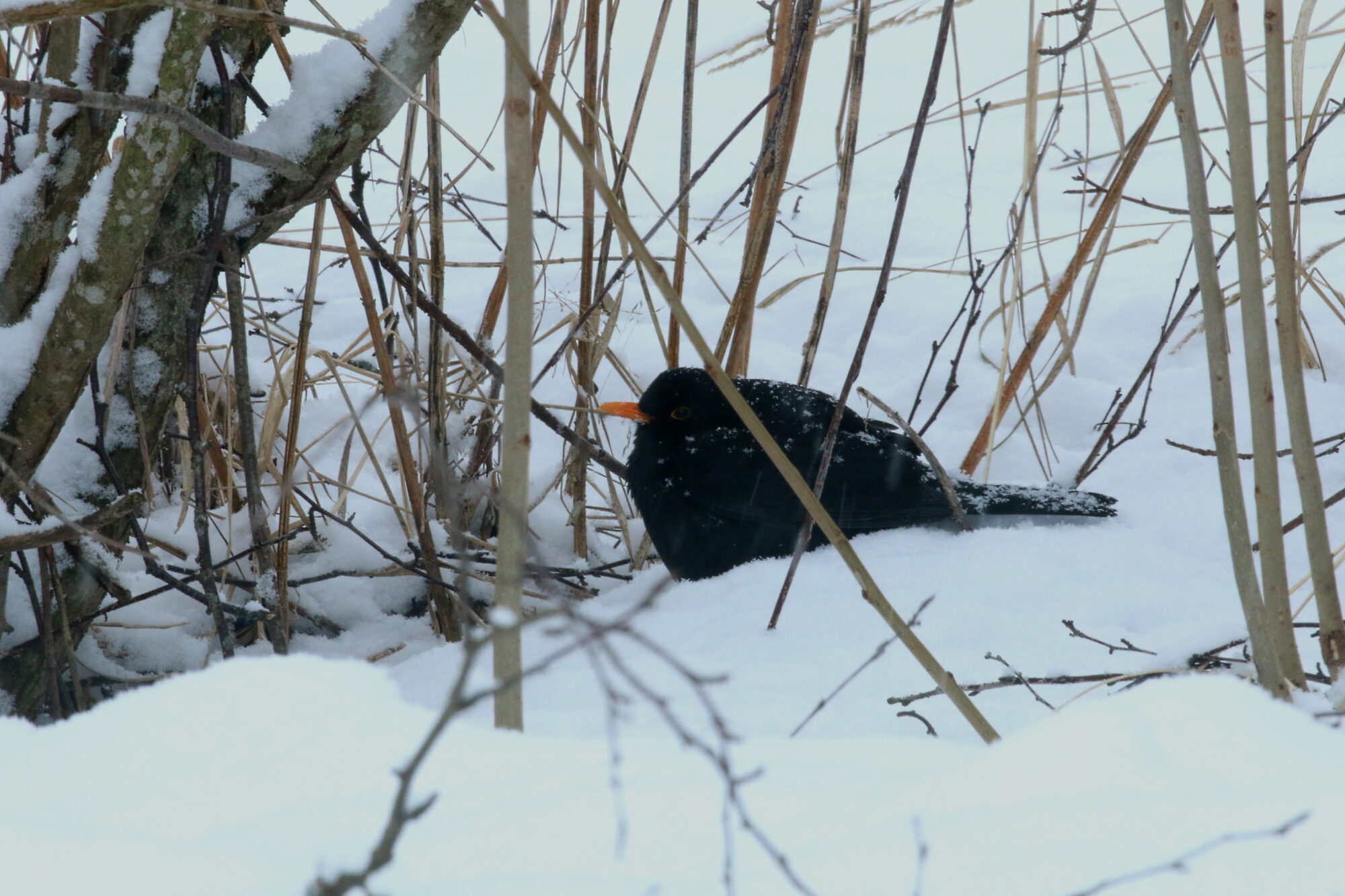 Valokuvaaja: Antero Tykkyläinen