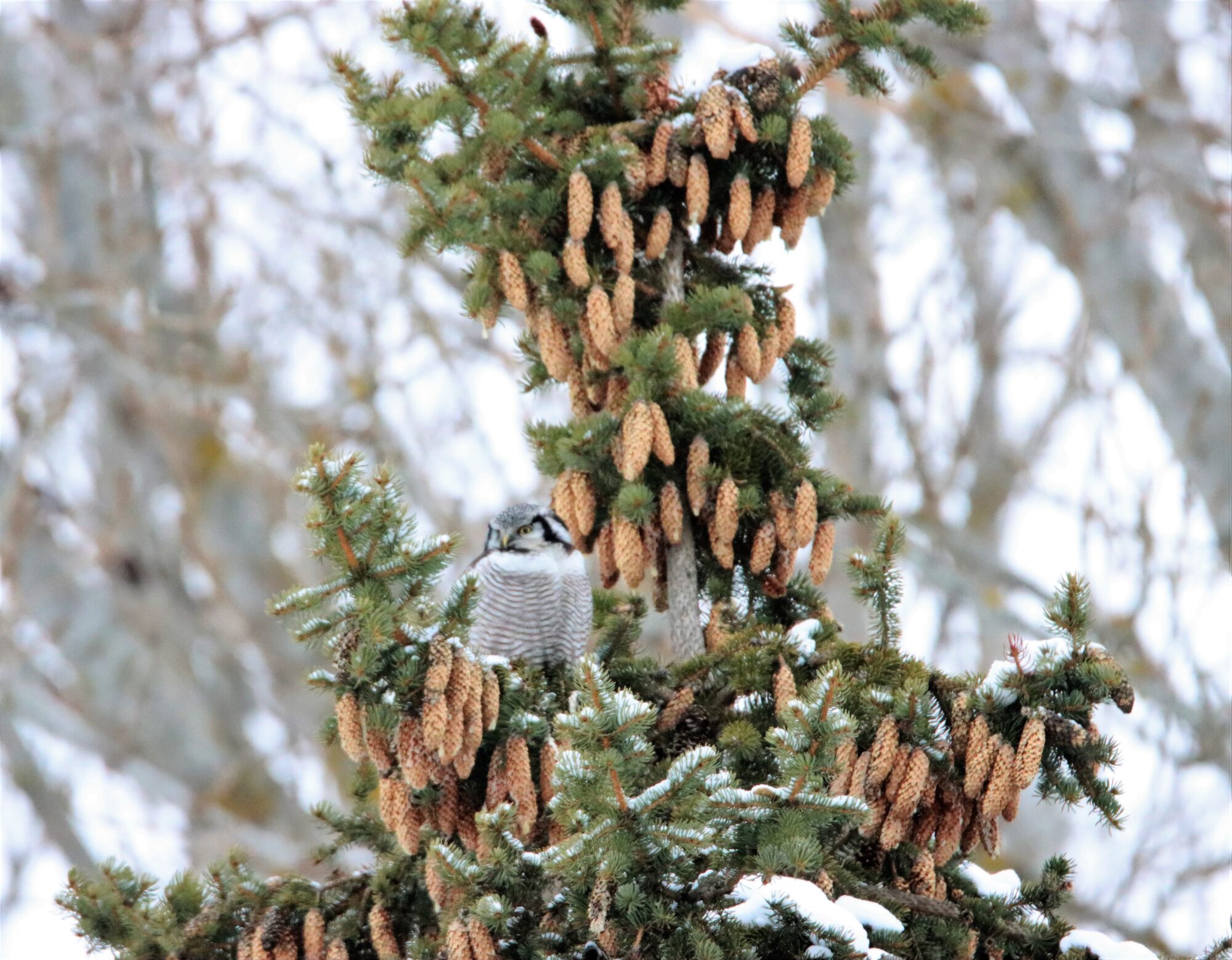 Valokuvaaja: Irja Lehtinen
