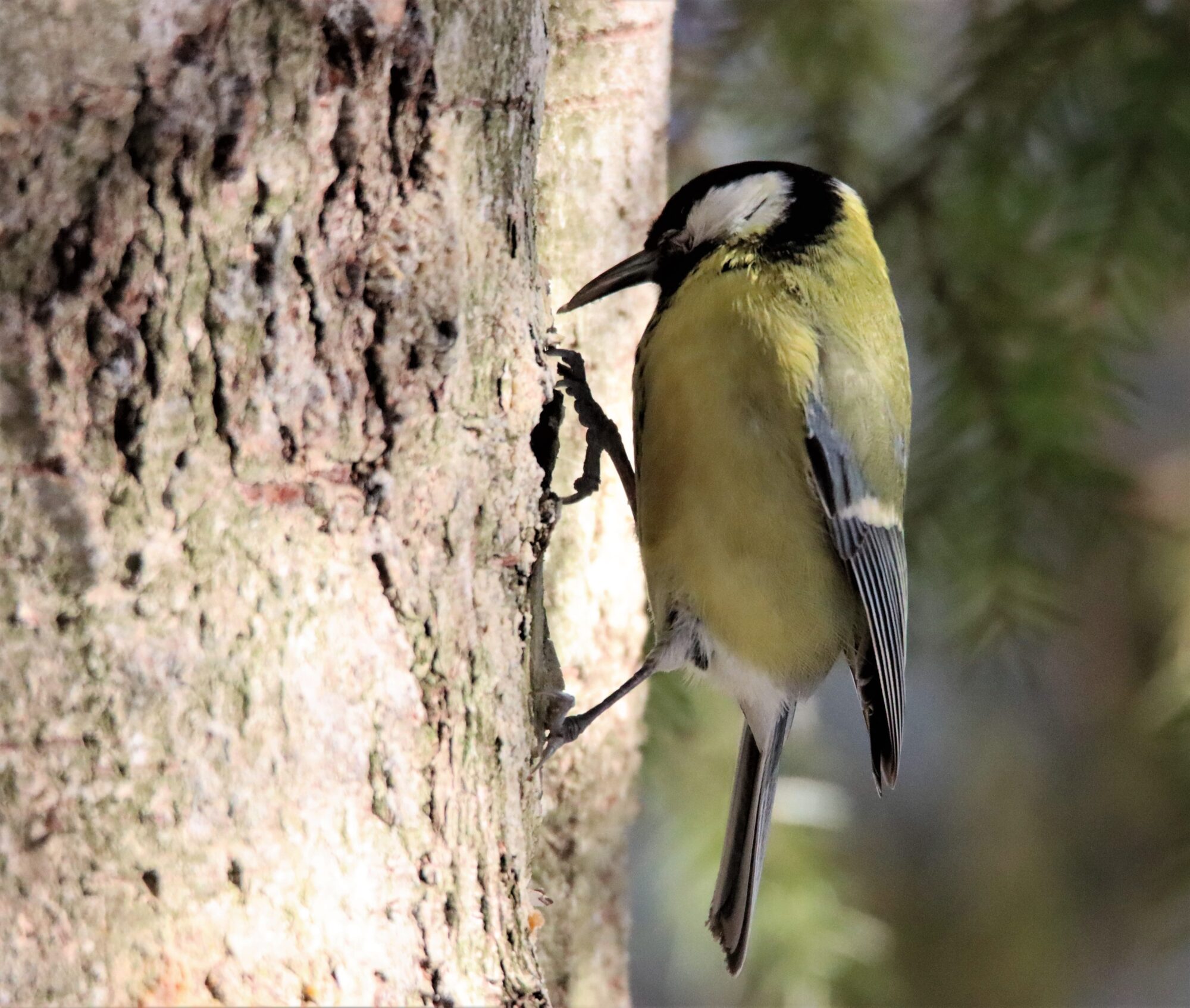 Valokuvaaja: Irja Lehtinen