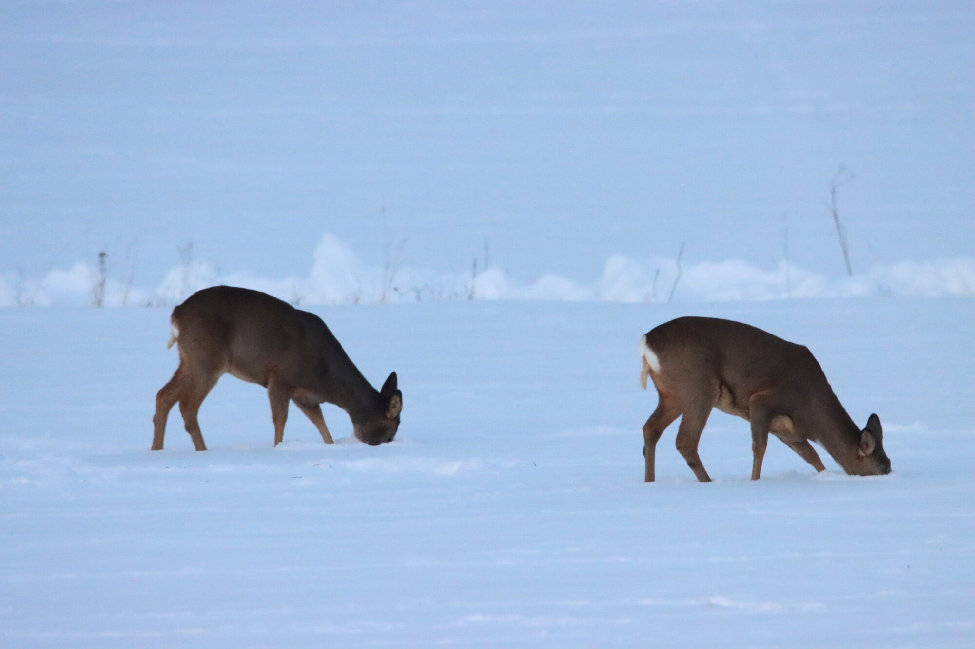 Valokuvaaja: Irja Lehtinen