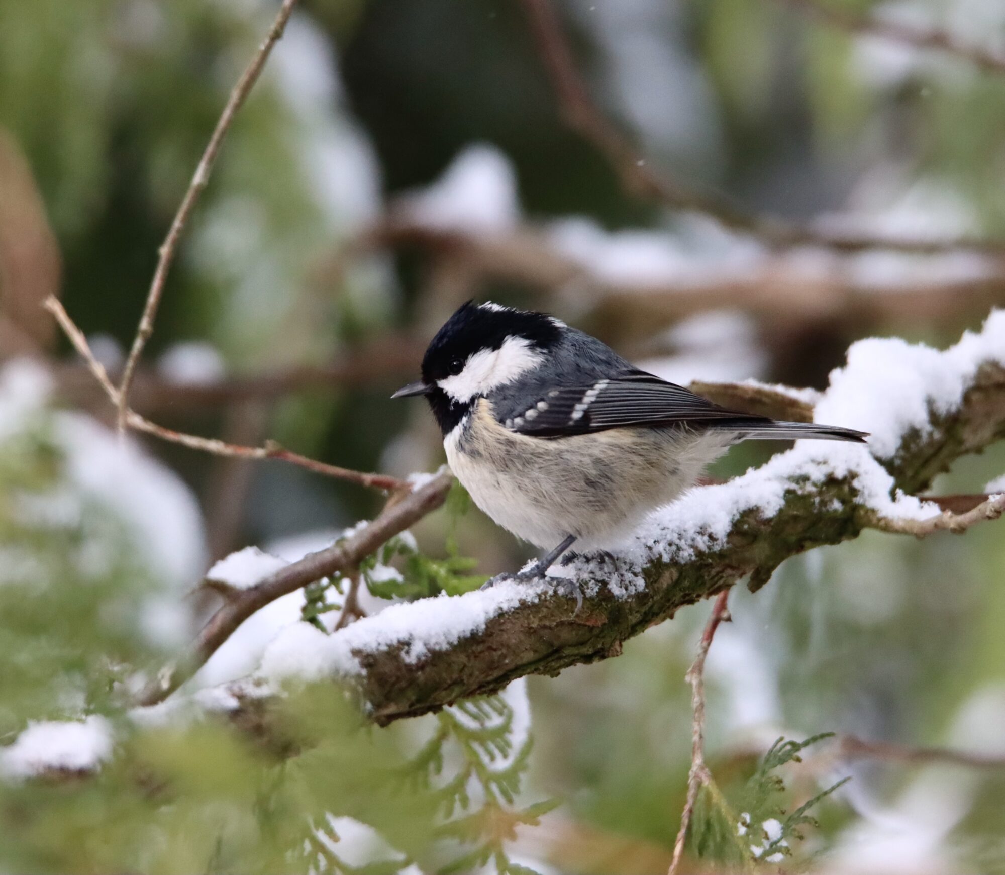 Valokuvaaja: Irja Lehtinen