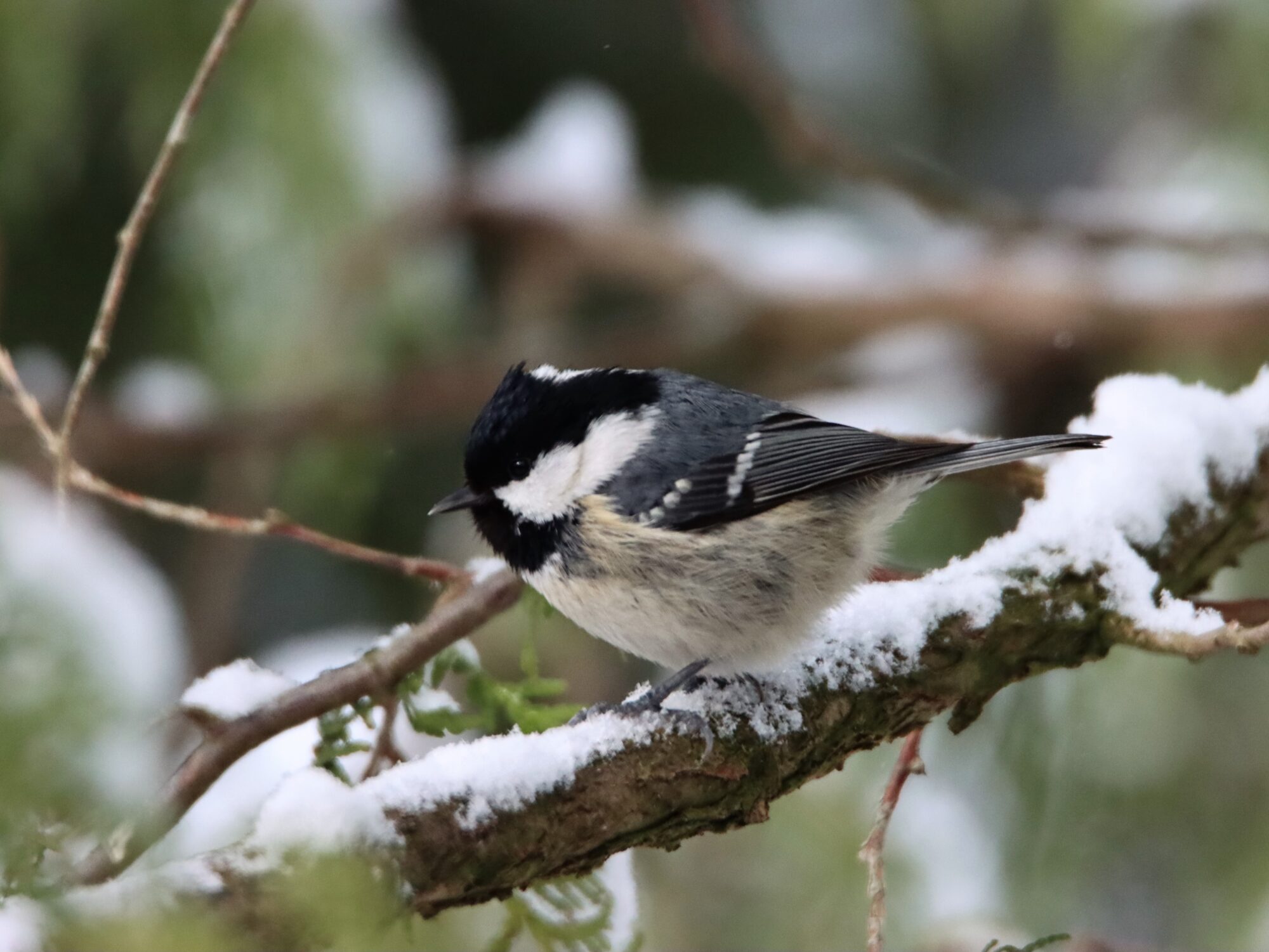 Valokuvaaja: Irja Lehtinen