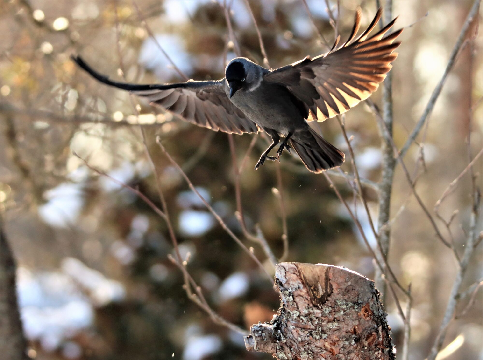 Valokuvaaja: Irja Lehtinen Valokuvaaja: Irja Lehtinen