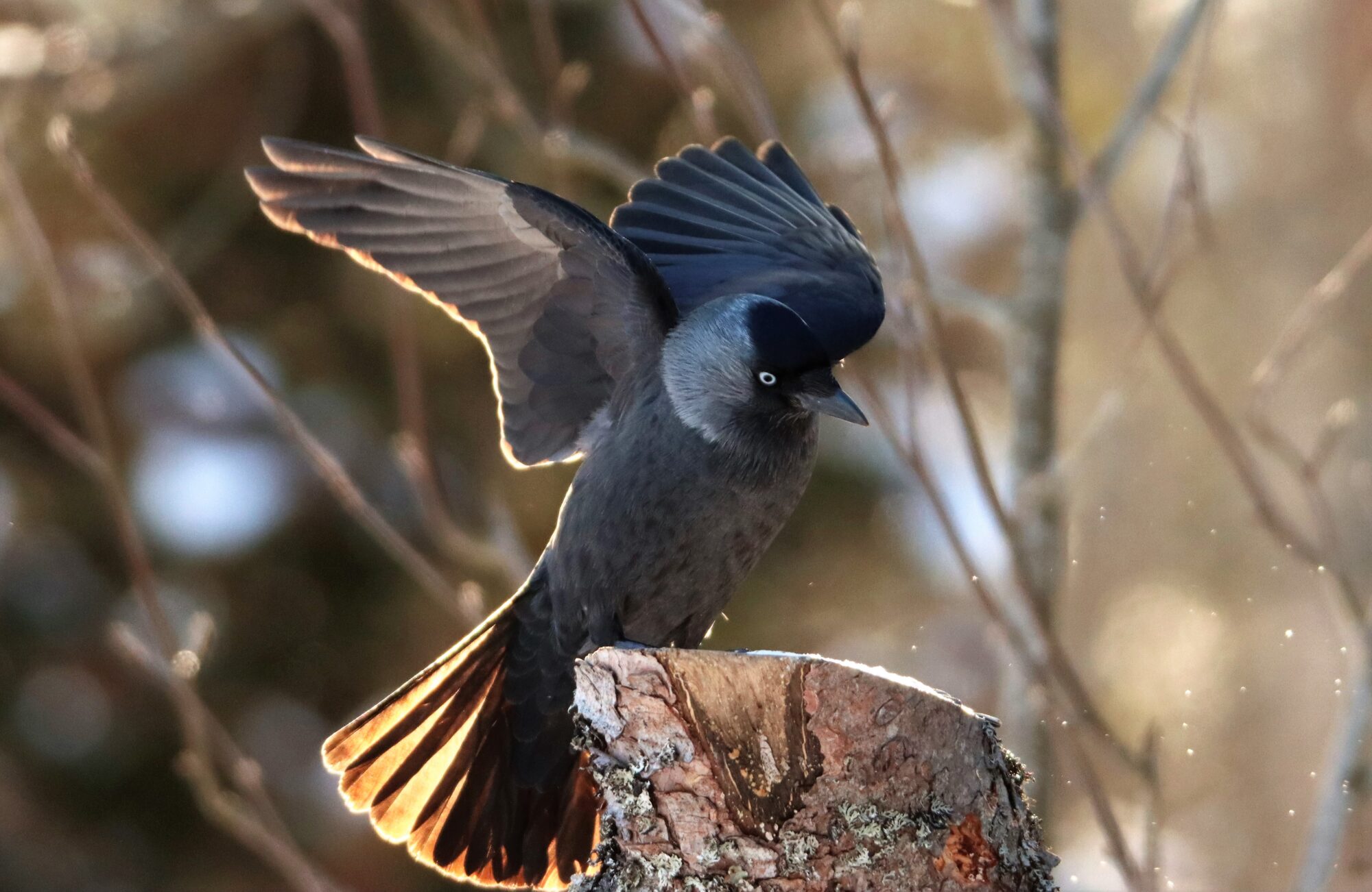 Valokuvaaja: Irja Lehtinen