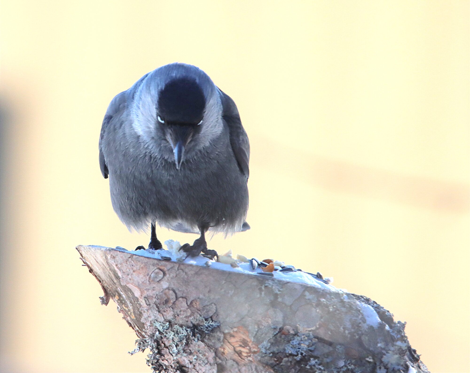 Valokuvaaja: Irja Lehtinen