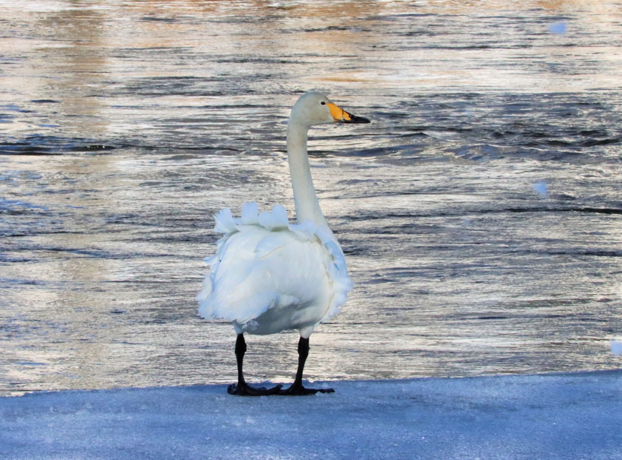 Valokuvaaja: Irja Lehtinen