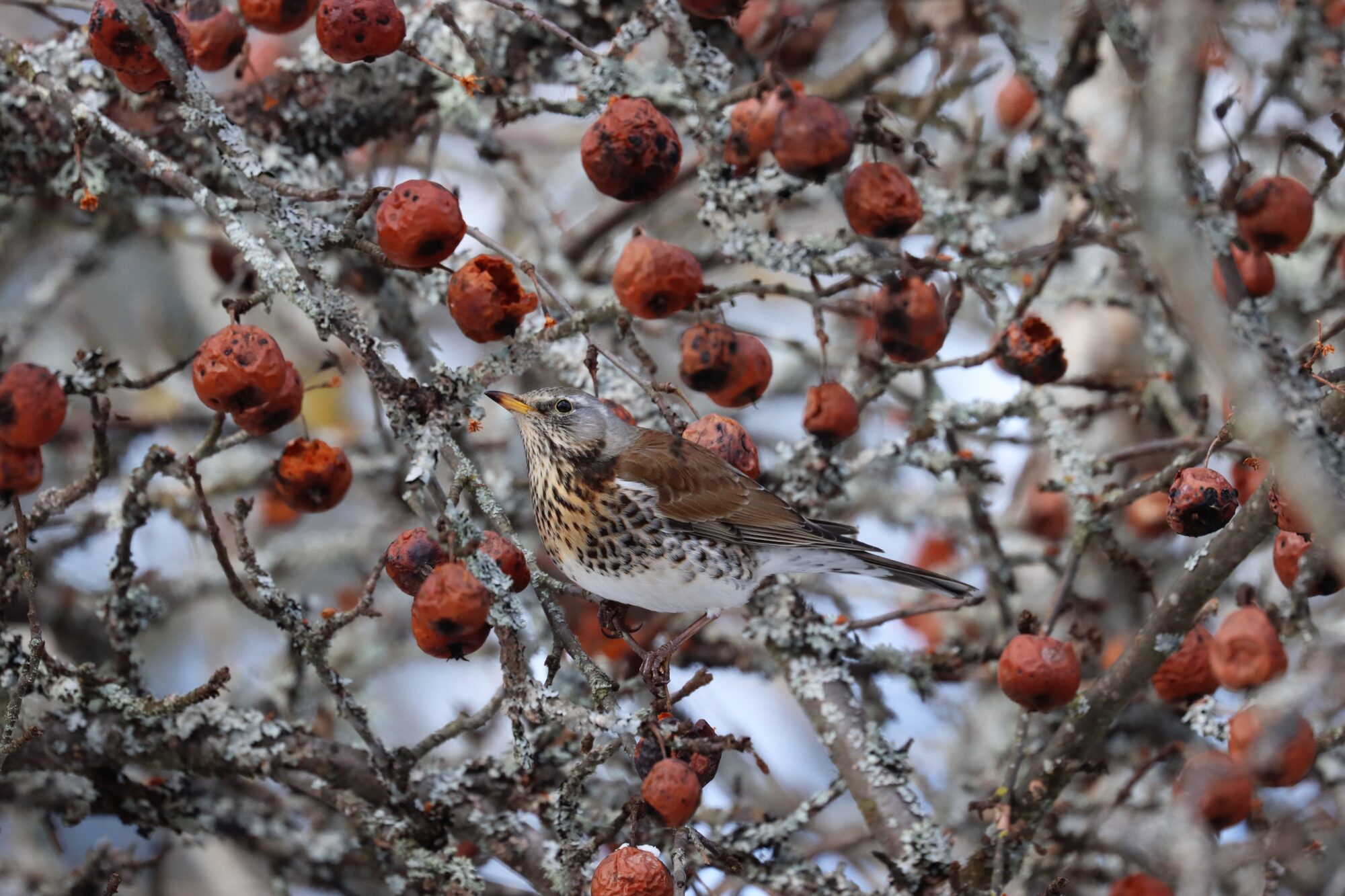 Valokuvaaja: Susanna Hannula