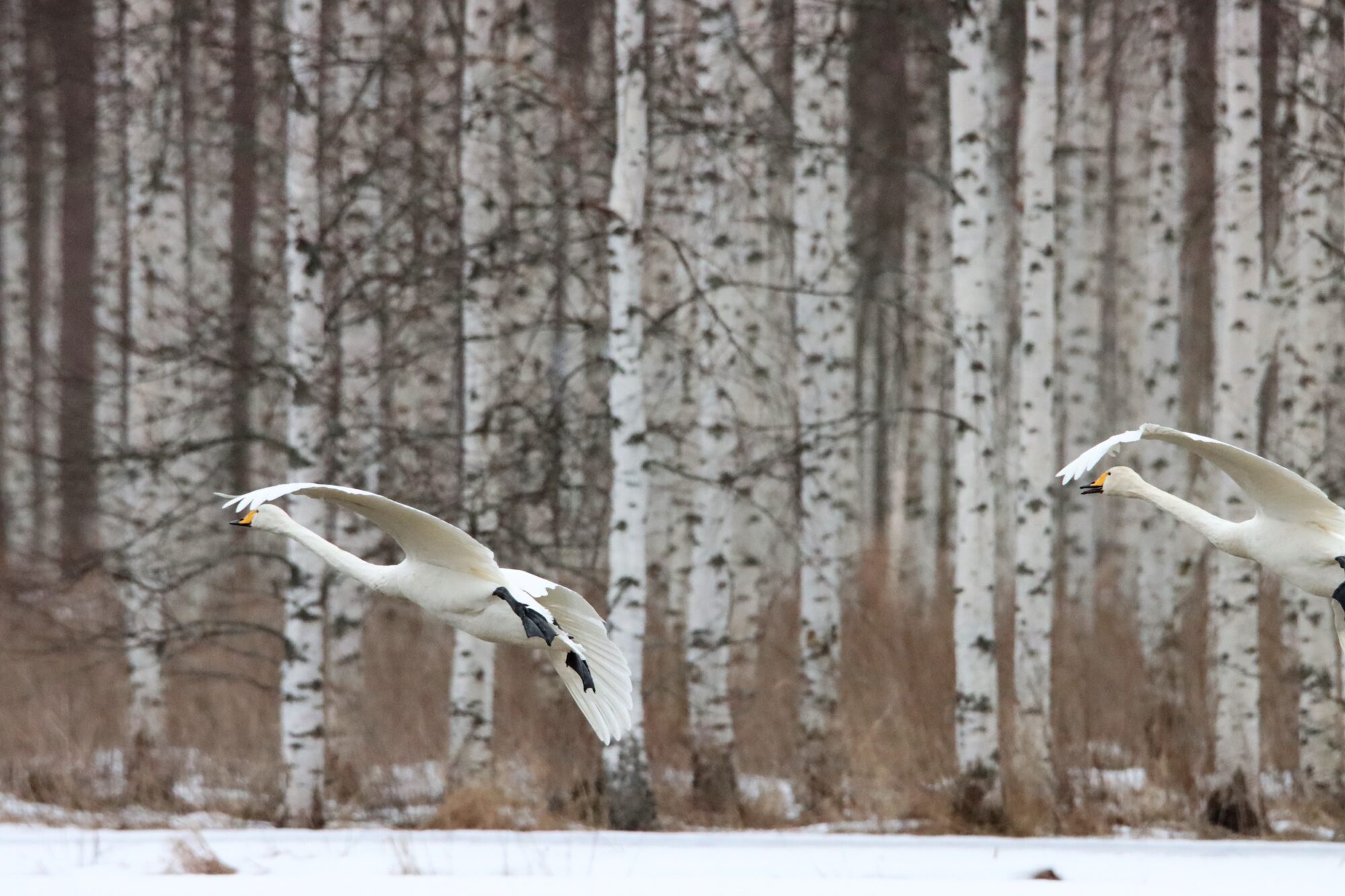 Valokuvaaja: Irja Lehtinen