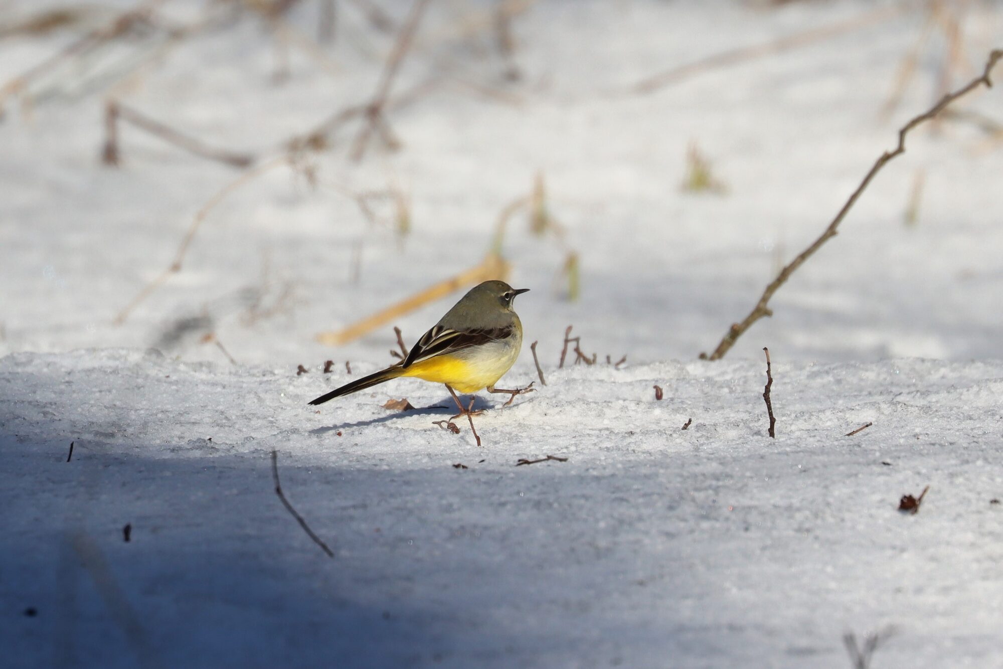 Valokuvaaja: susanna Hannula Valokuvaaja: susanna Hannula