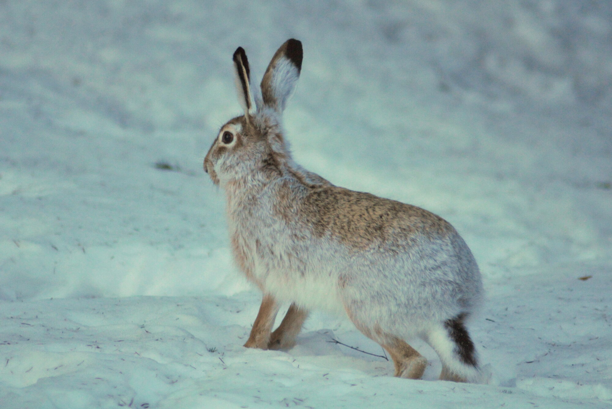 Valokuvaaja: Kaarlo Asikainen