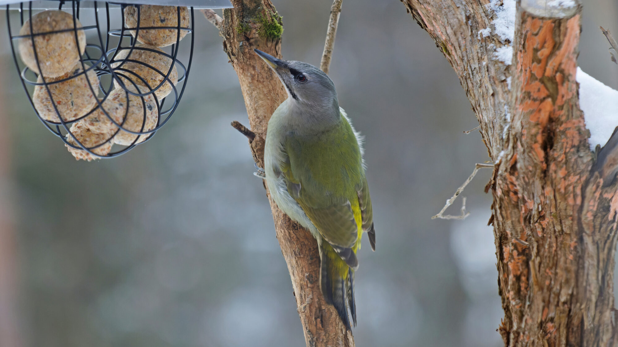 Valokuvaaja: SINIKKA KUJALA