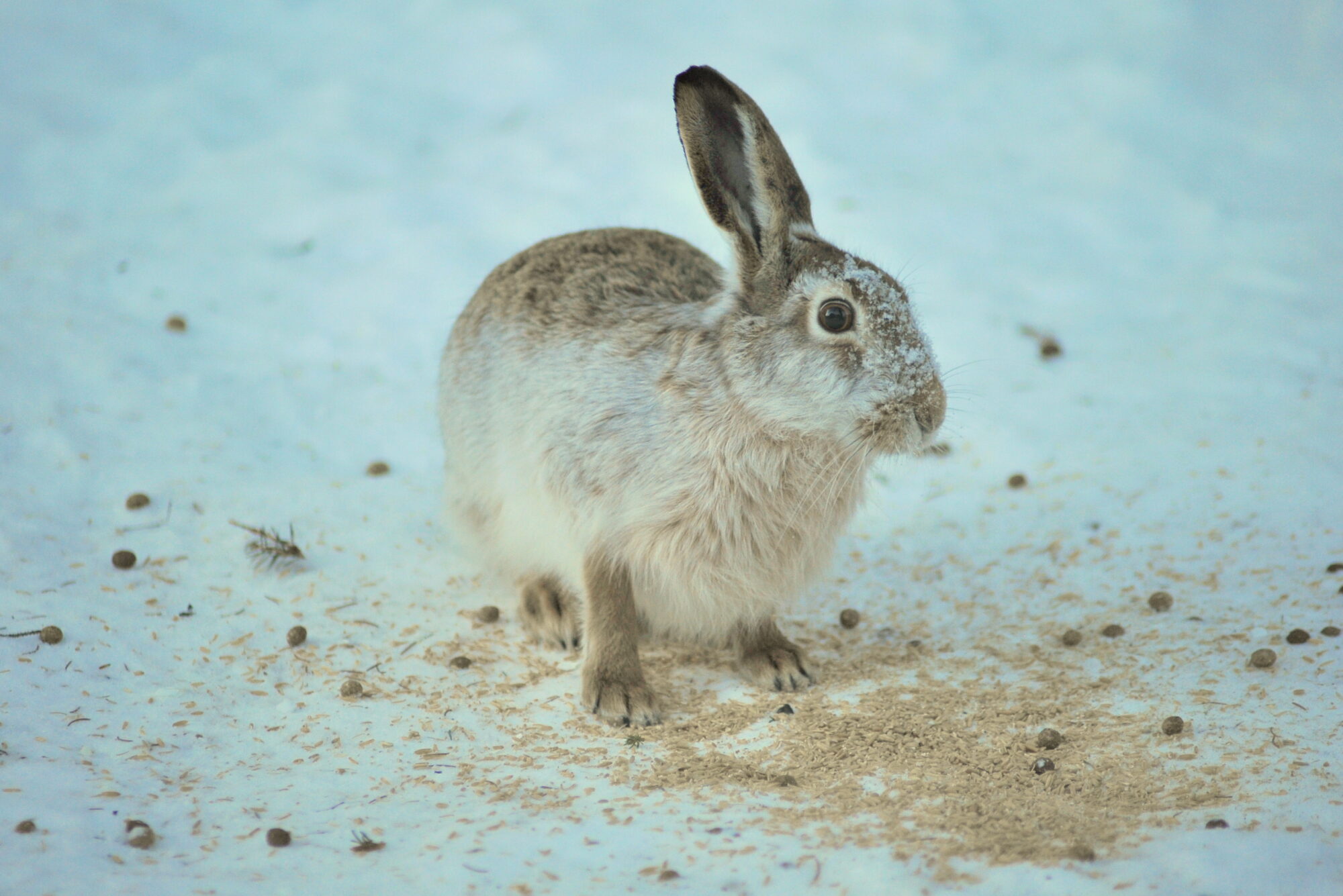 Valokuvaaja: Kaarlo Asikainen