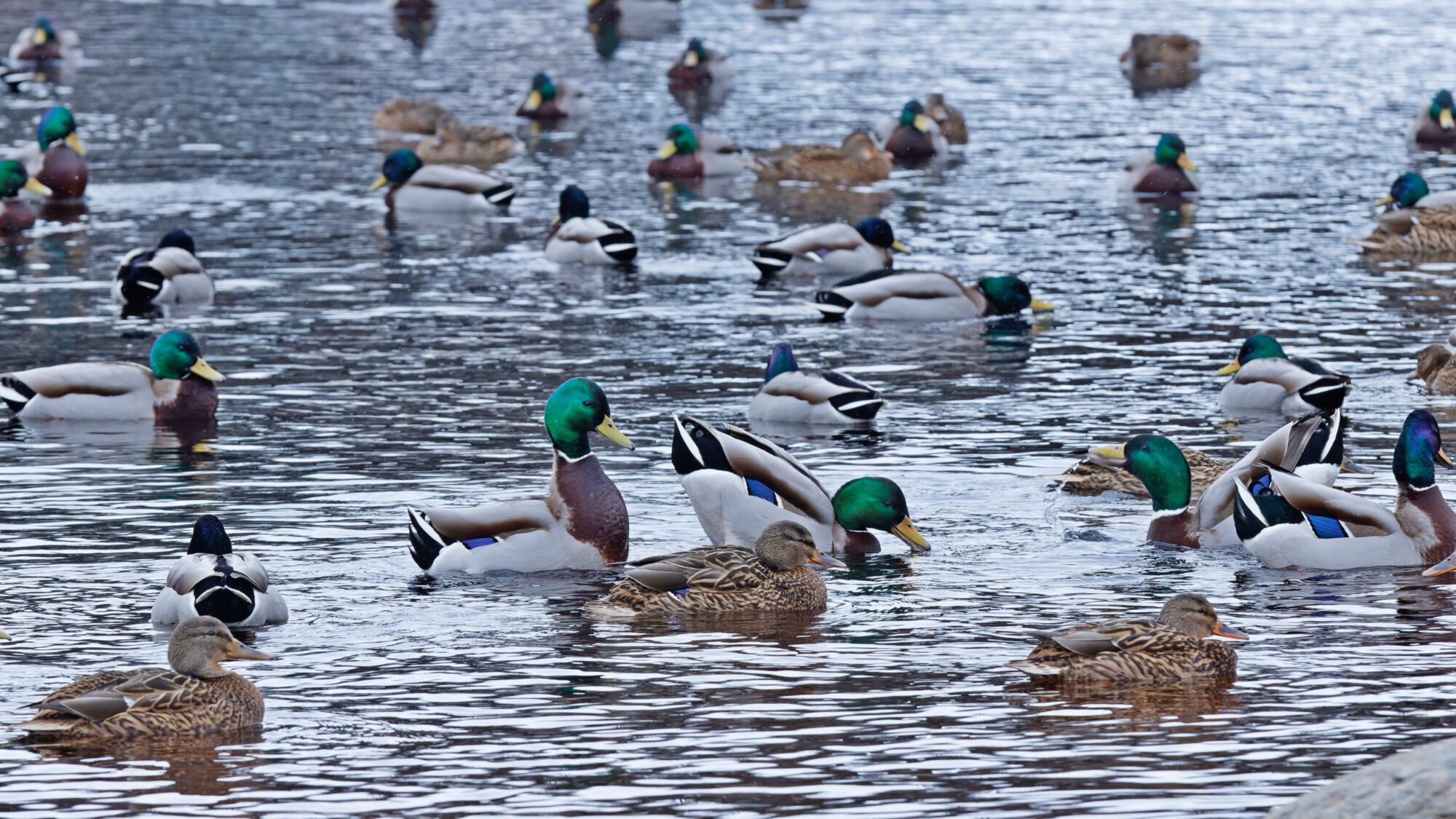 Valokuvaaja: TOMMI KUJALA