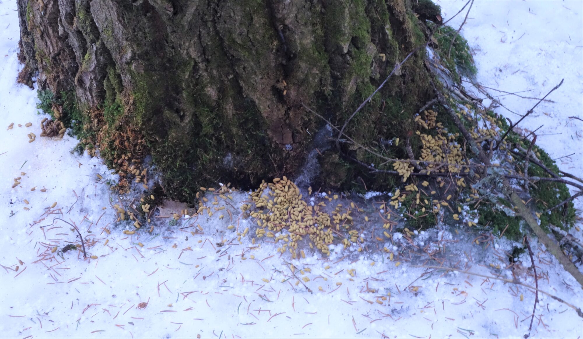 Valokuvaaja: Kaarina Heiskanen