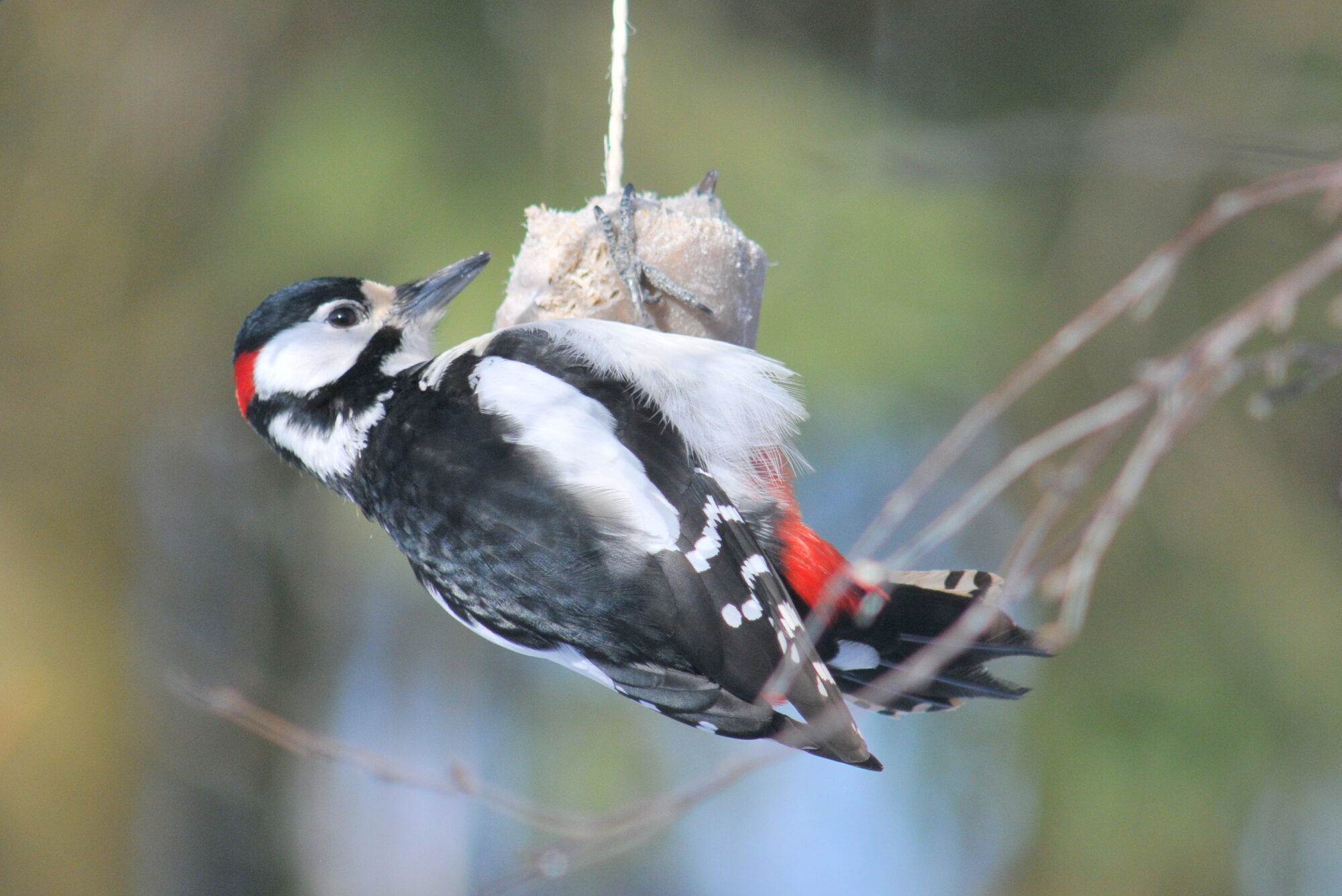 Valokuvaaja: Kaarlo Asikainen
