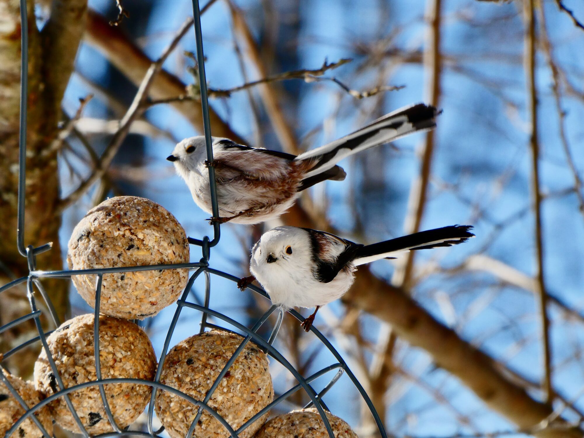 Valokuvaaja: Liisa Niiva-Korpela Valokuvaaja: Liisa Niiva-Korpela