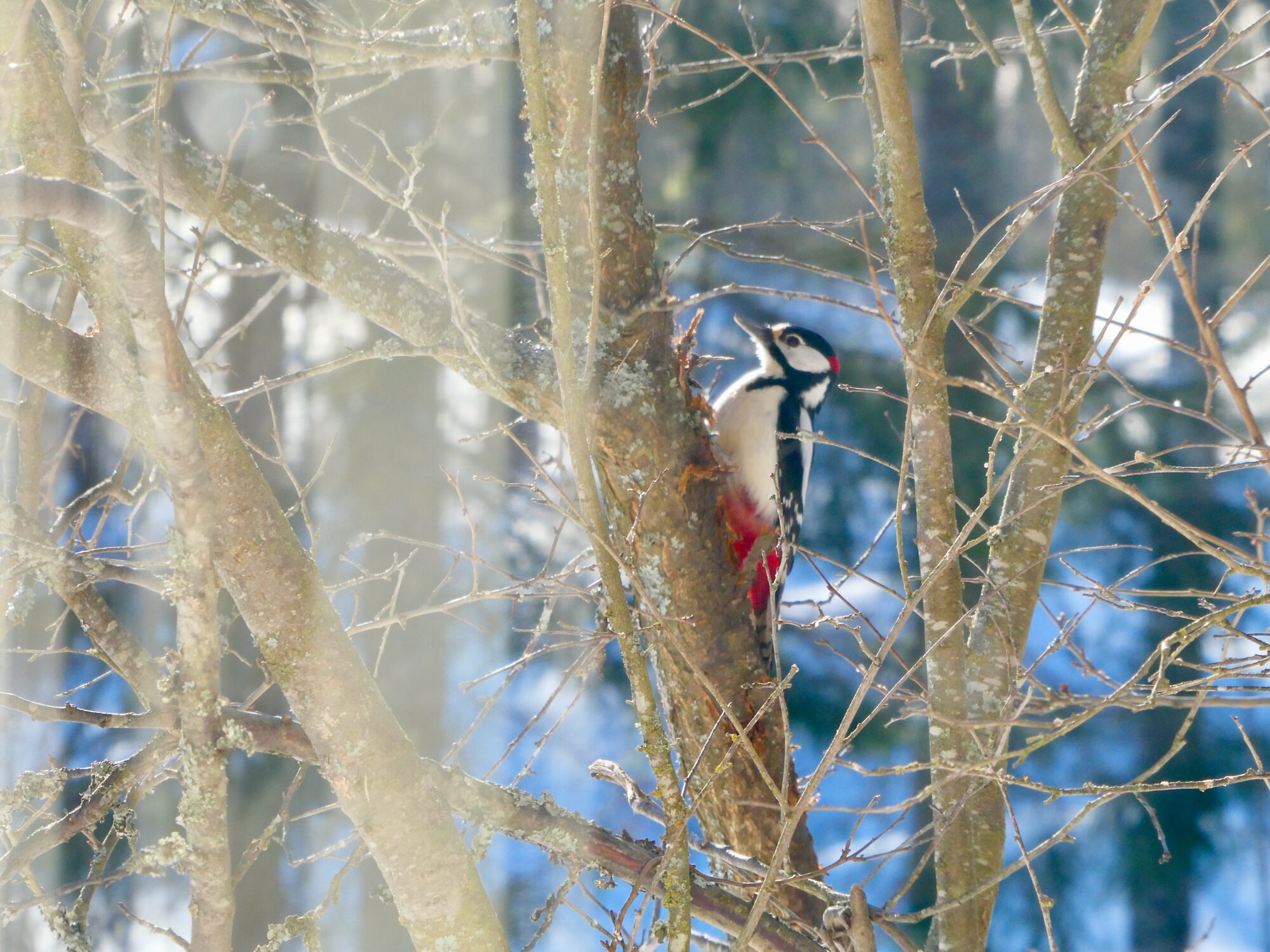 Valokuvaaja: Liisa Niiva-Korpela