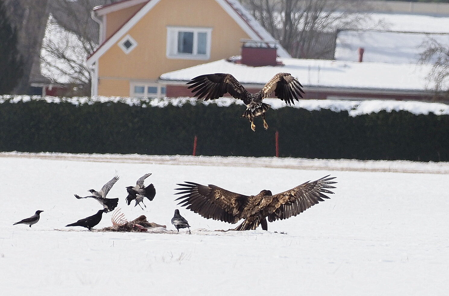 Valokuvaaja: Kari Aaltonen, Pertteli