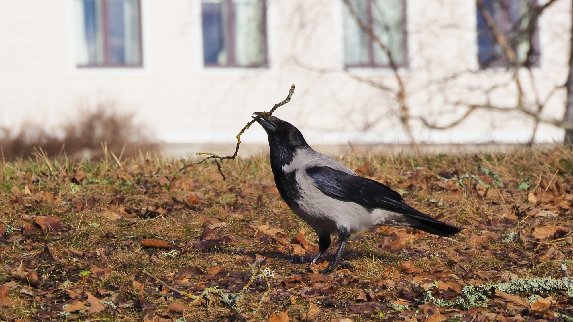Valokuvaaja: Martti Valtonen