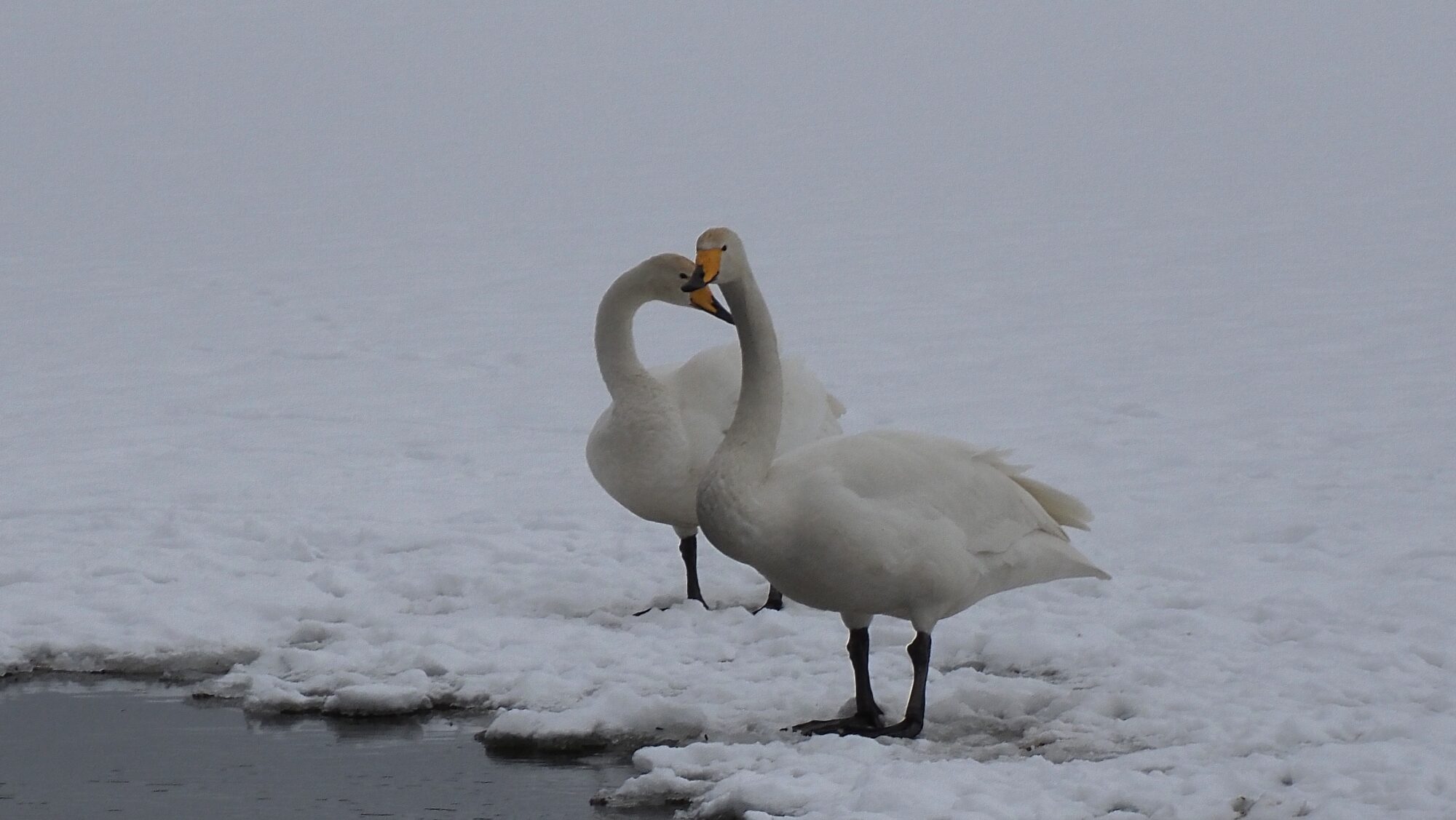 Valokuvaaja: Arja Valtonen