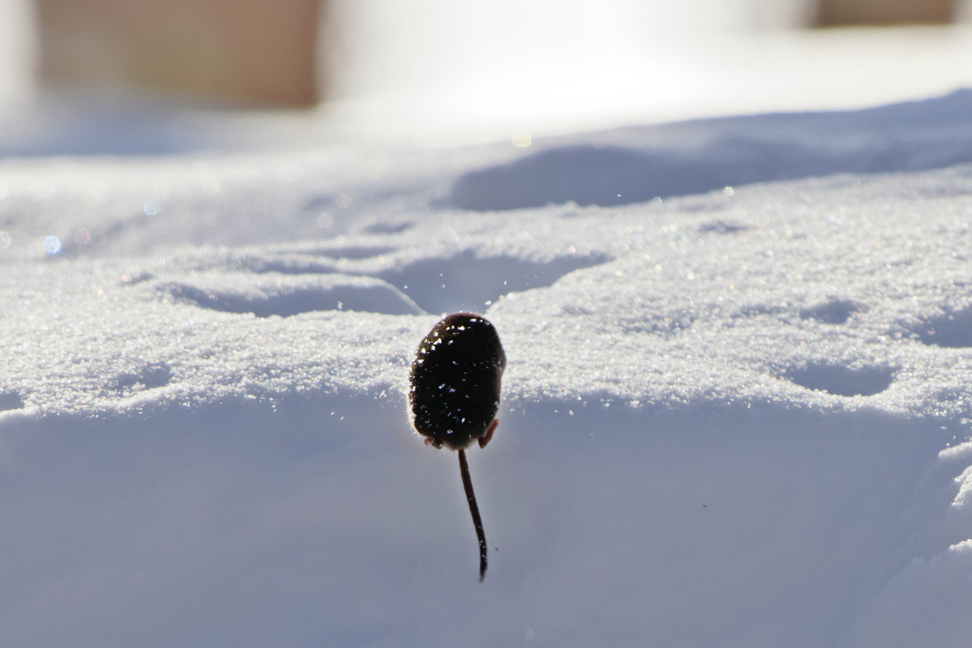 Valokuvaaja: TOMMI KUJALA