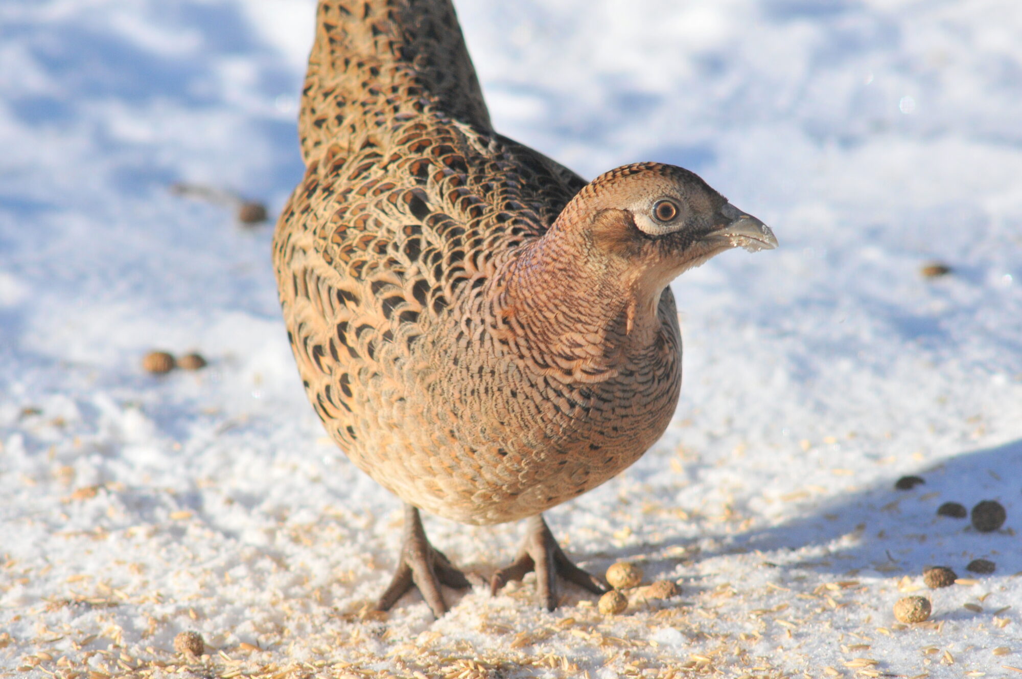 Valokuvaaja: Kaarlo Asikainen