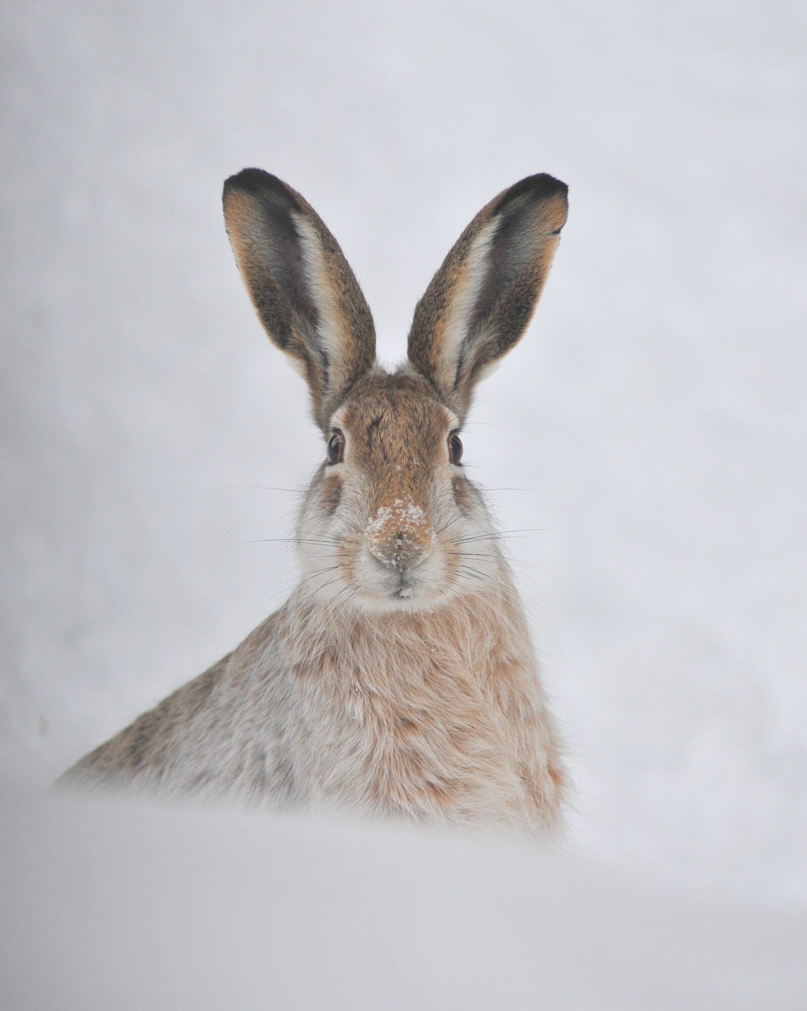 Valokuvaaja: Kaarlo Asikainen