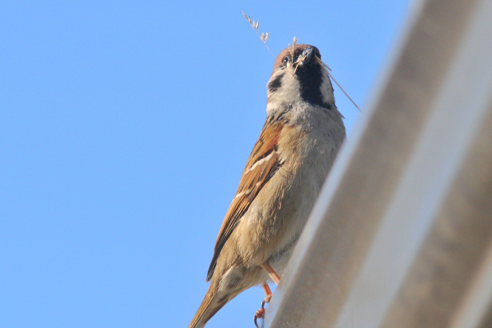 Valokuvaaja: Kaarlo Asikainen
