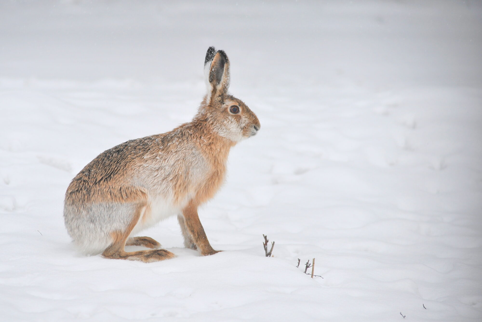 Valokuvaaja: Kaarlo Asikainen