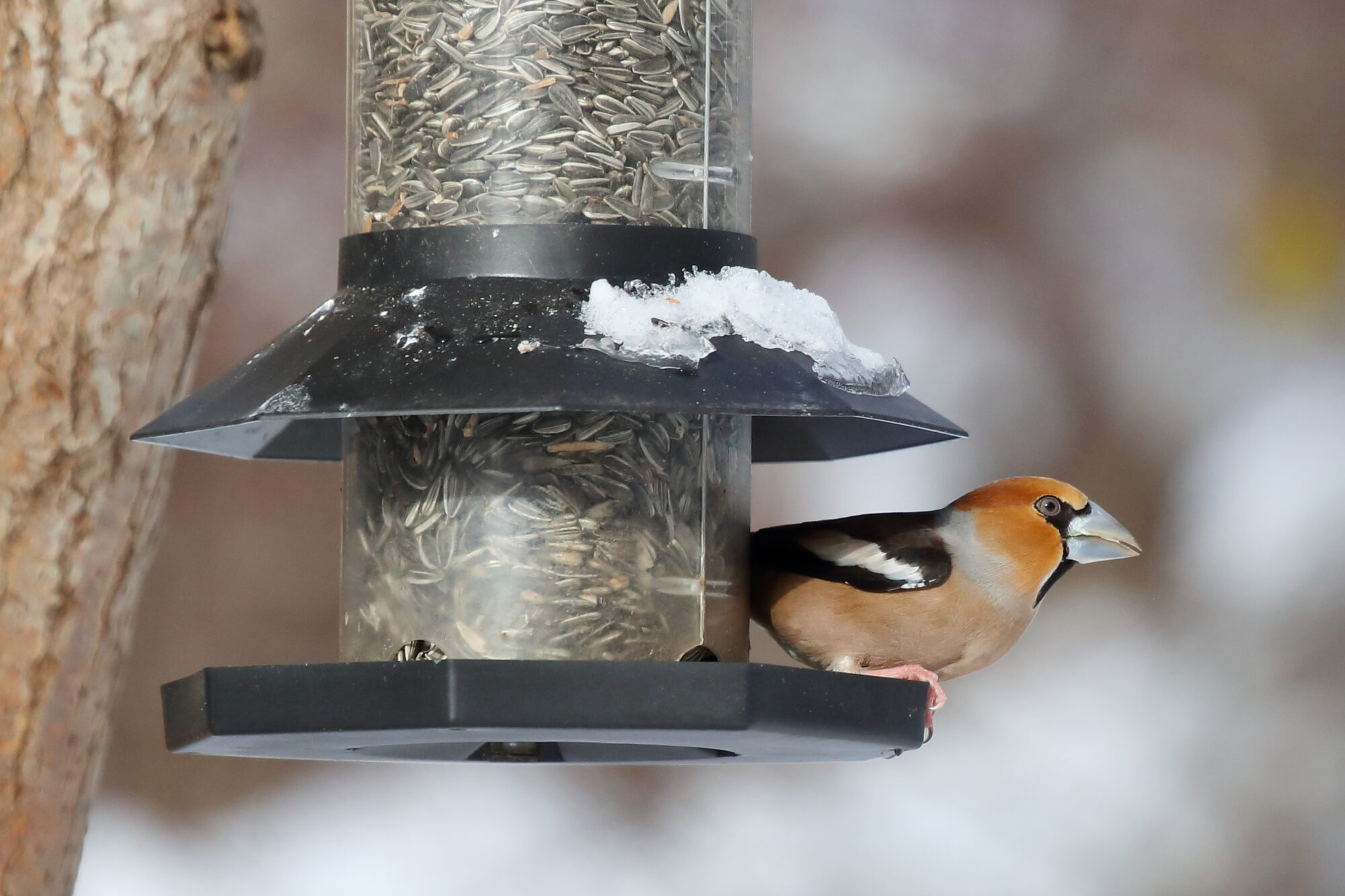 Valokuvaaja: Lasse Kokko Valokuvaaja: Lasse Kokko