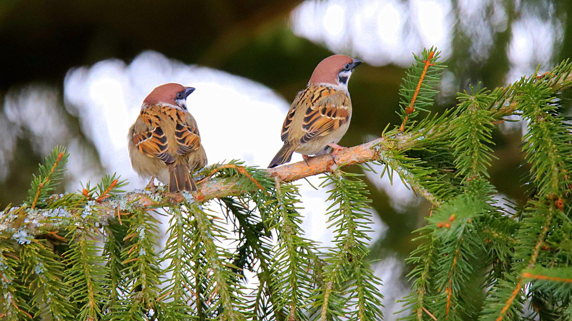 Valokuvaaja: sirpa Jyske