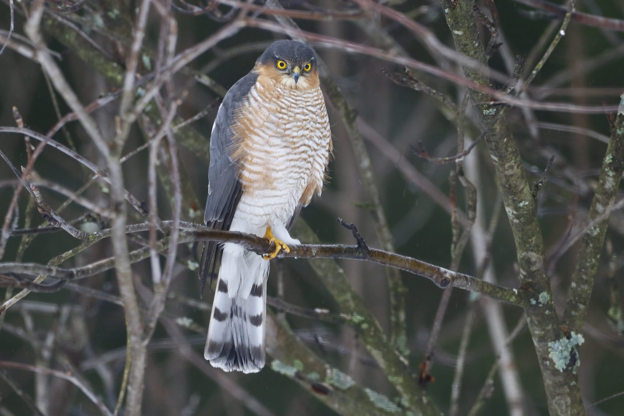 Valokuvaaja: Matti Eskelinen