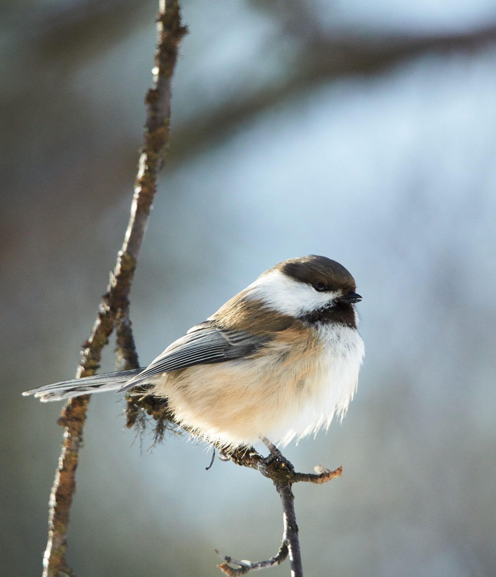 Valokuvaaja: Tarja Kouvo