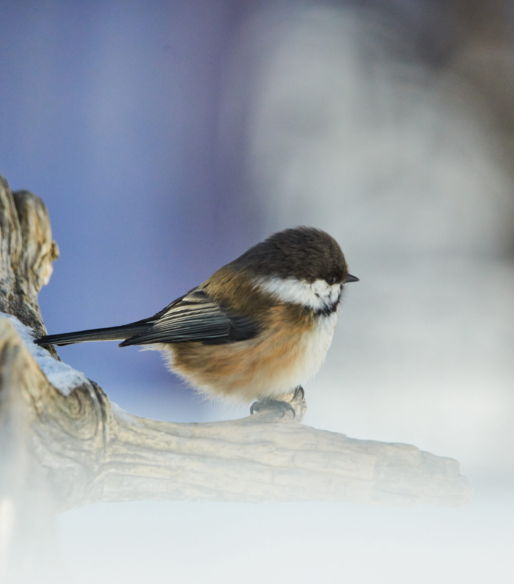Valokuvaaja: Tarja Kouvo Valokuvaaja: Tarja Kouvo
