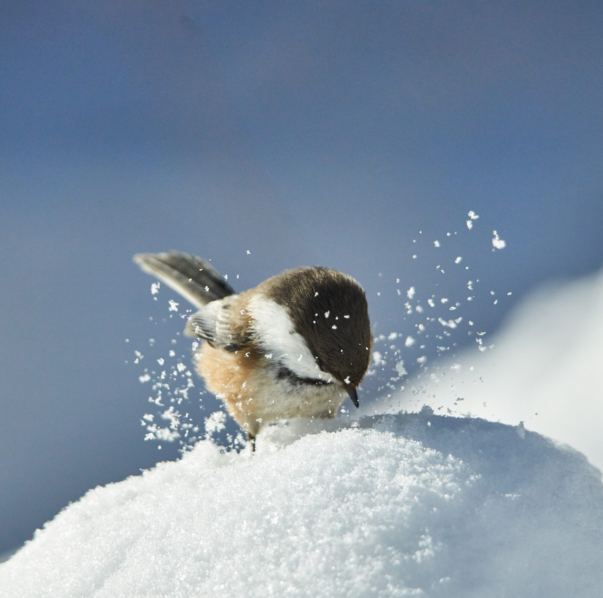 Valokuvaaja: Tarja Kouvo
