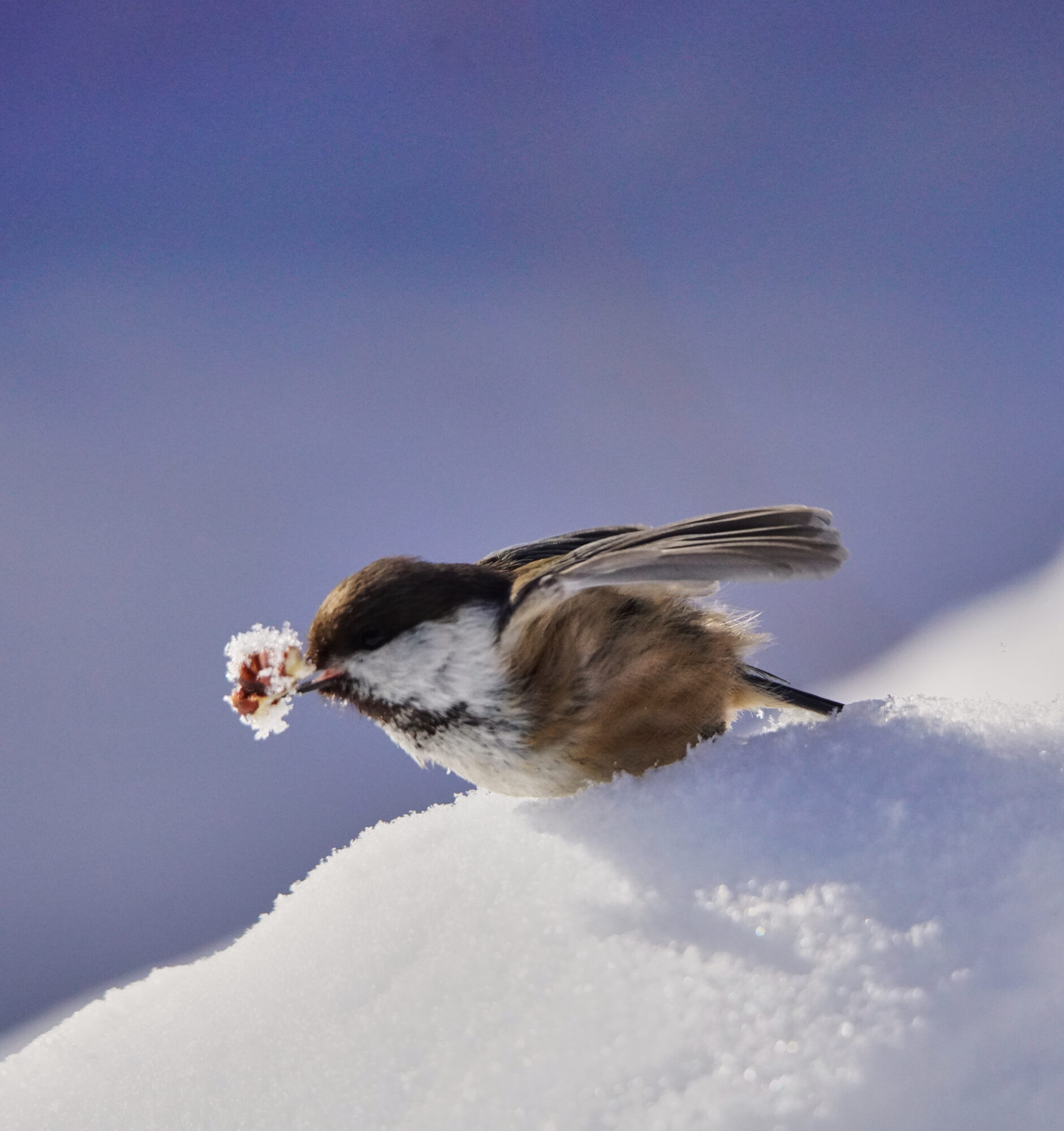 Valokuvaaja: Tarja Kouvo