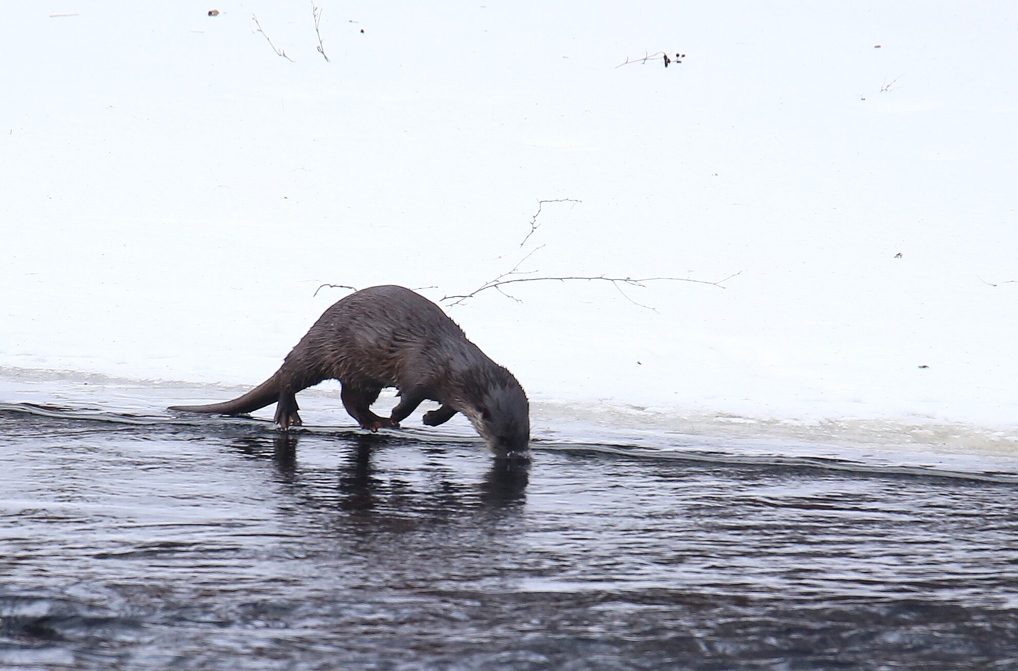 Valokuvaaja: Jaana Saarelainen