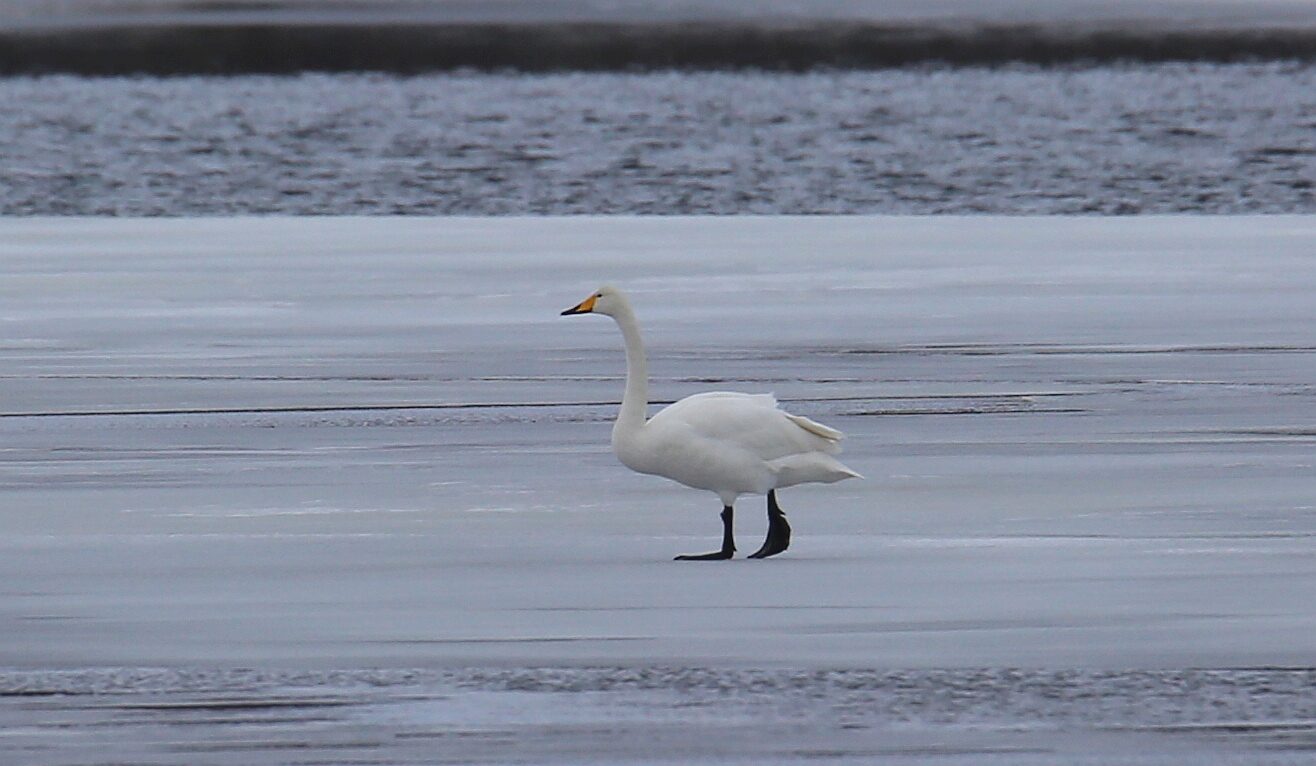 Valokuvaaja: Jaana Saarelainen