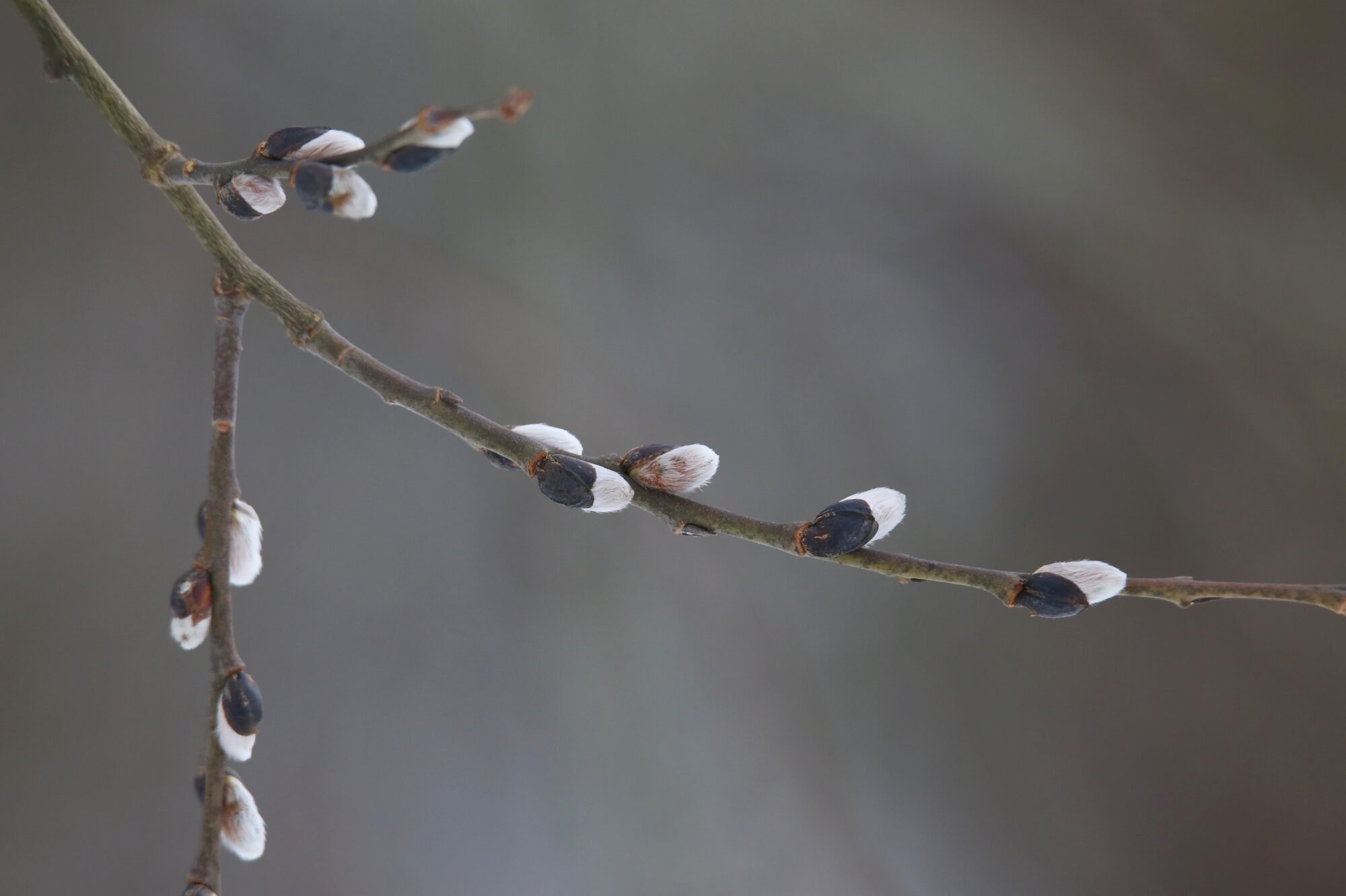 Valokuvaaja: Jaana Saarelainen