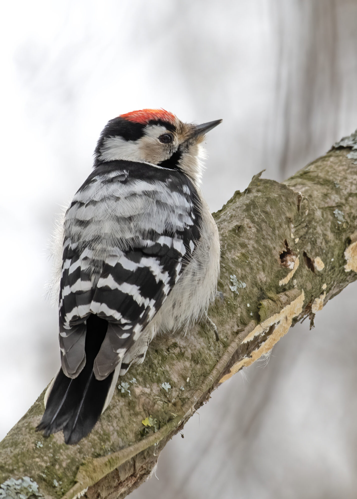 Valokuvaaja: Anne Porevirta