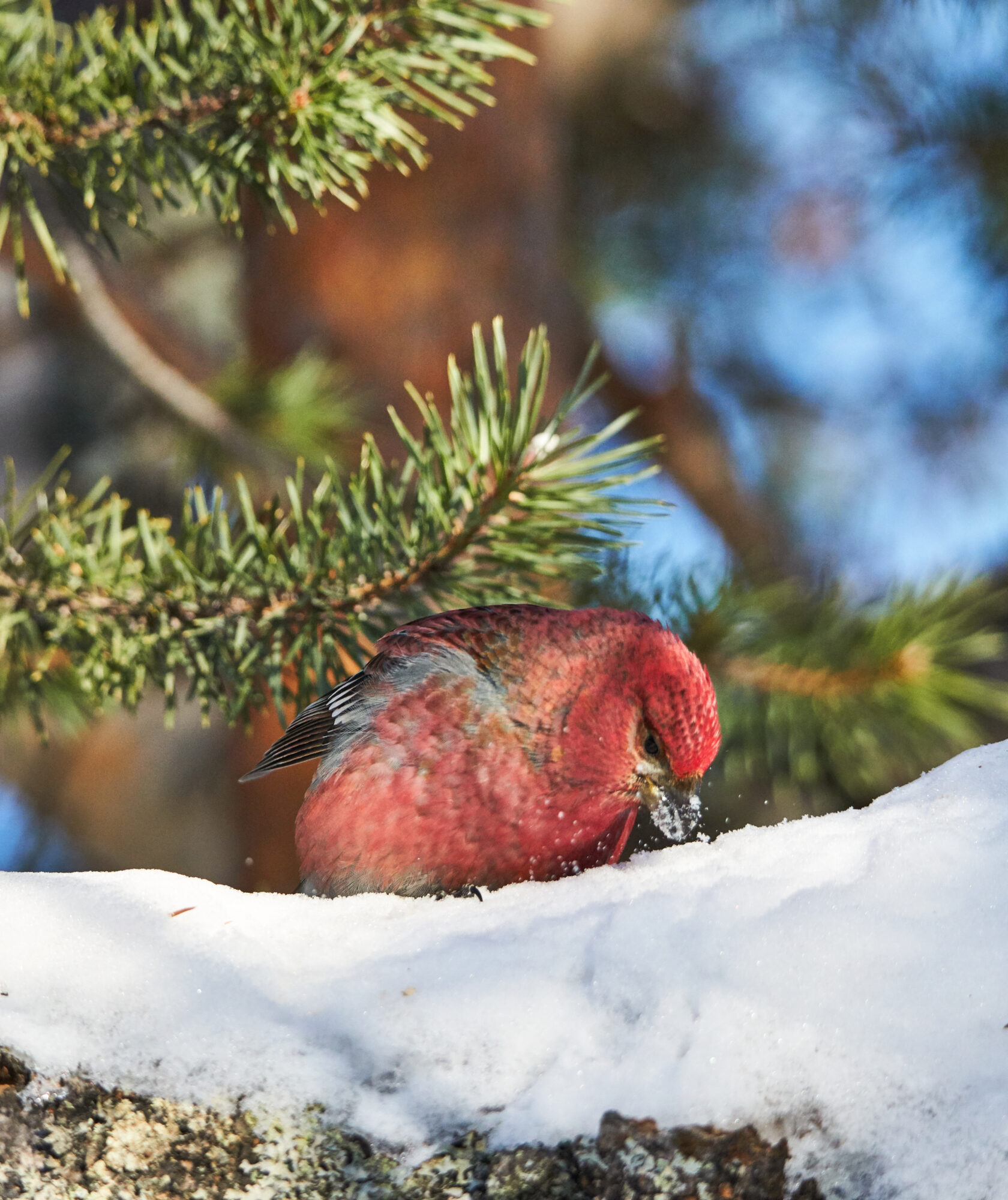 Valokuvaaja: Tarja Kouvo Valokuvaaja: Tarja Kouvo