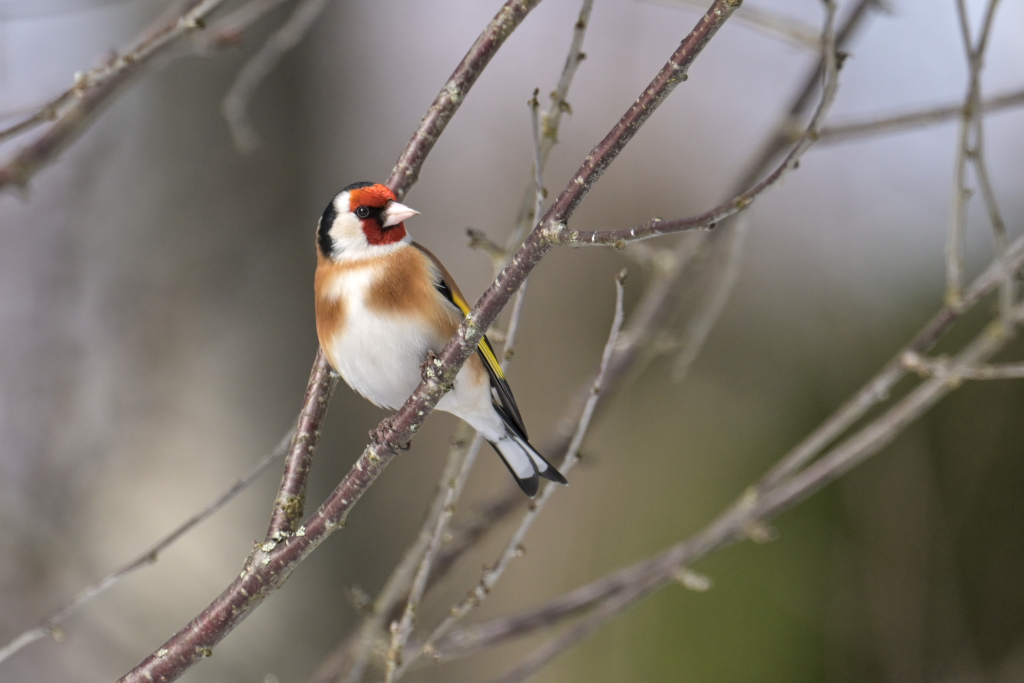 Valokuvaaja: Hannele Sartjärvi