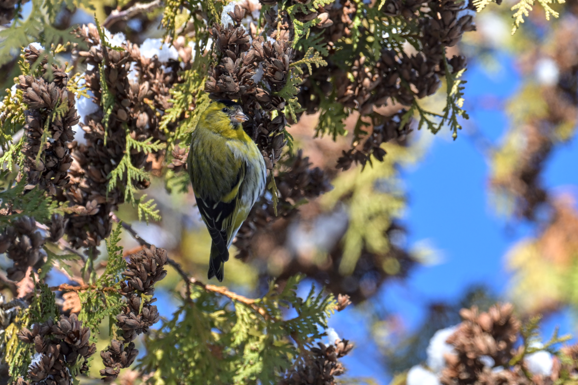 Valokuvaaja: Hannele Sartjärvi