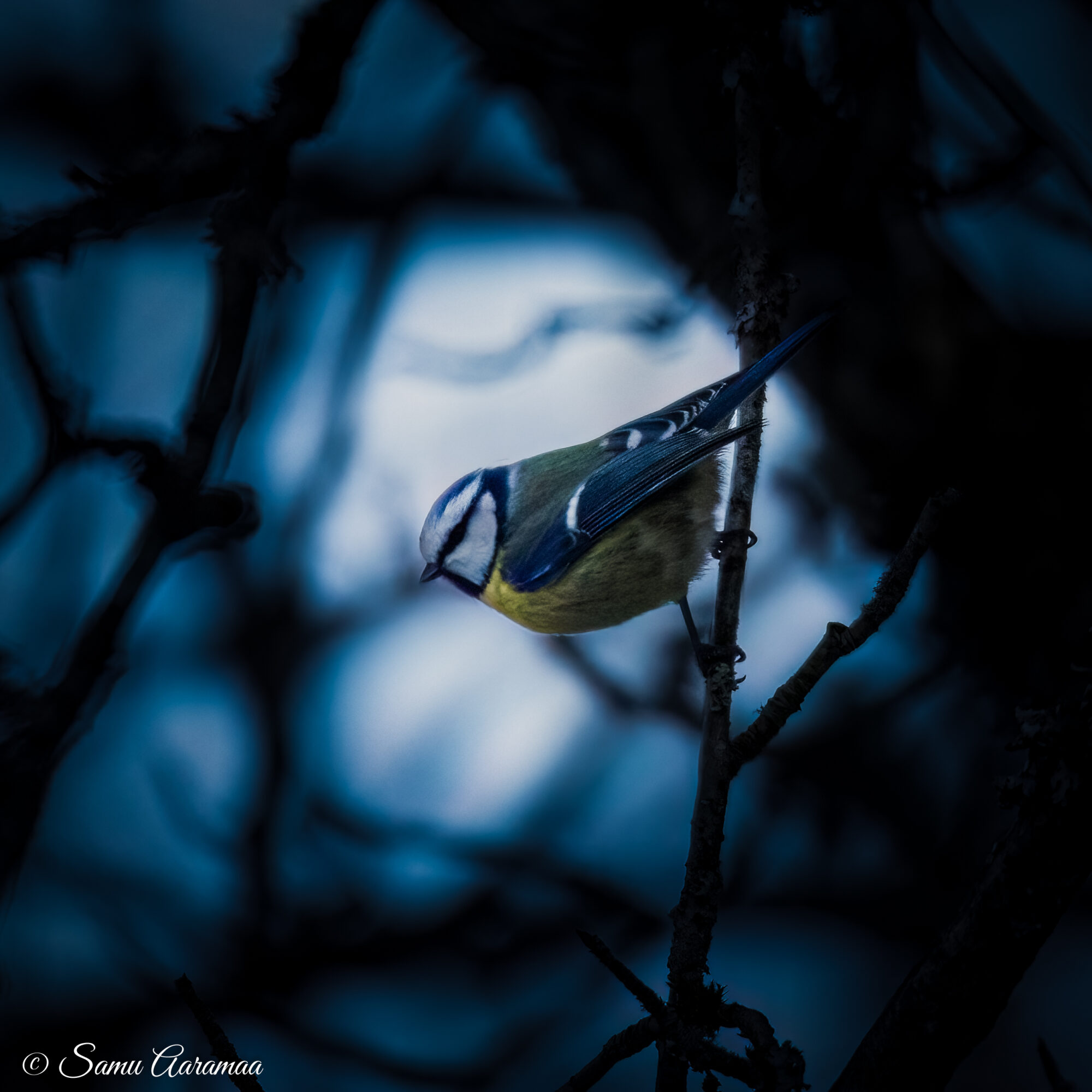 Valokuvaaja: Samu Aaramaa Valokuvaaja: Samu Aaramaa