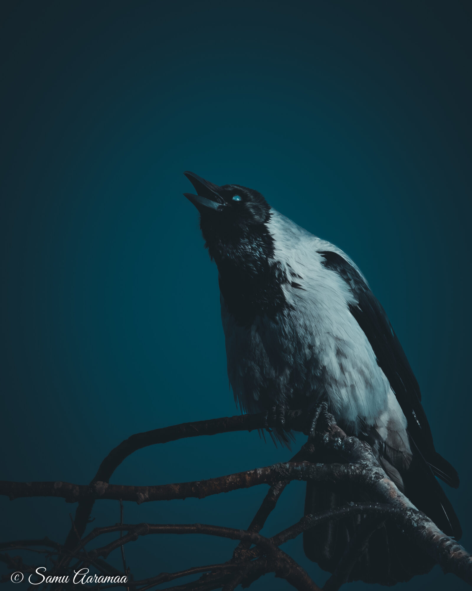 Valokuvaaja: Samu Aaramaa